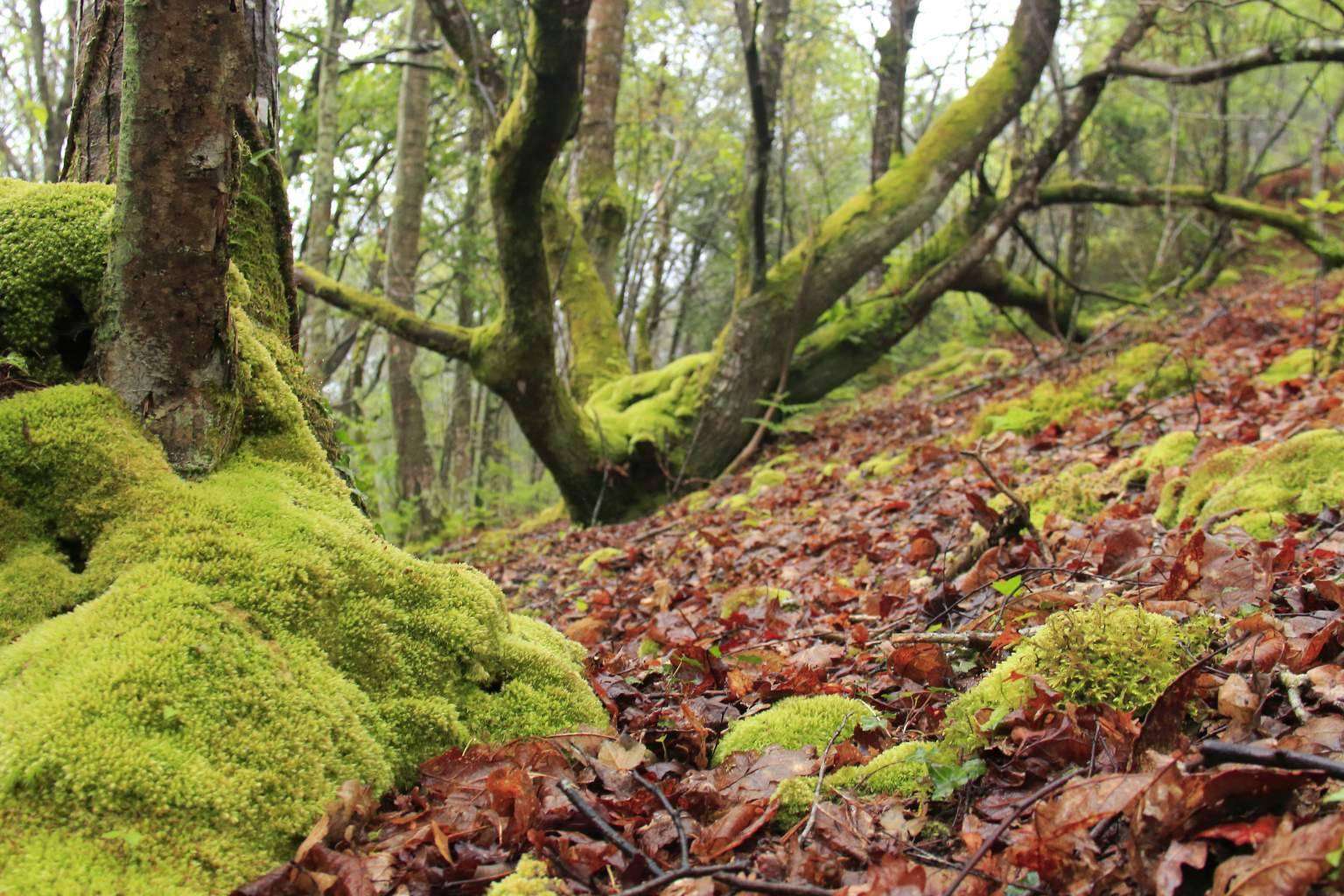 Razones para visitar Asturias y alojarse en el Hotel Rural MonteSomao
