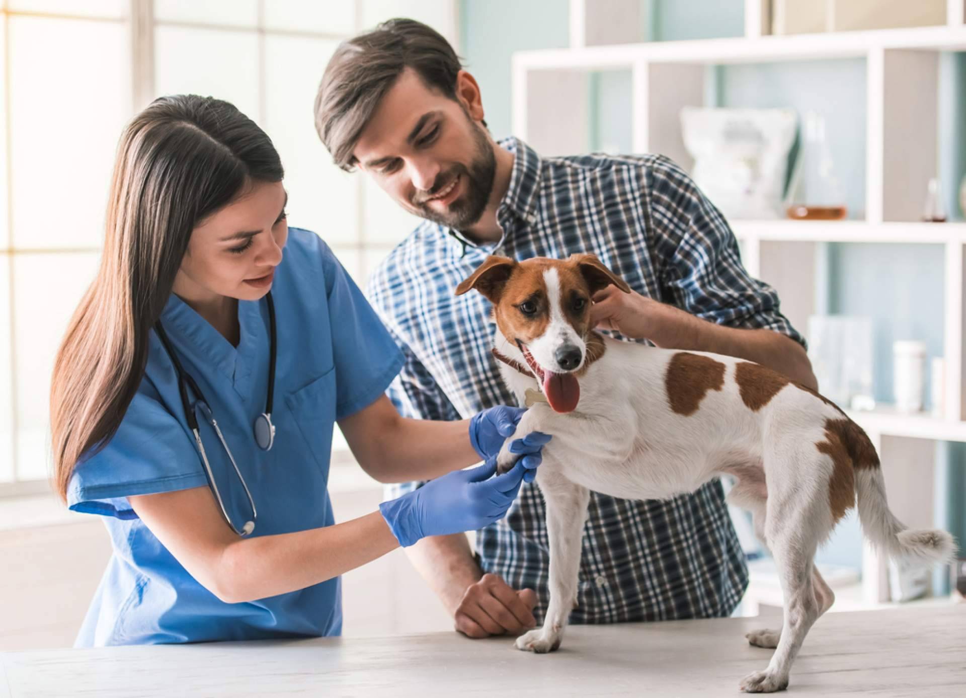 ¿Cómo obtener y convalidar el título de Auxiliar de Veterinaria? VetFormación