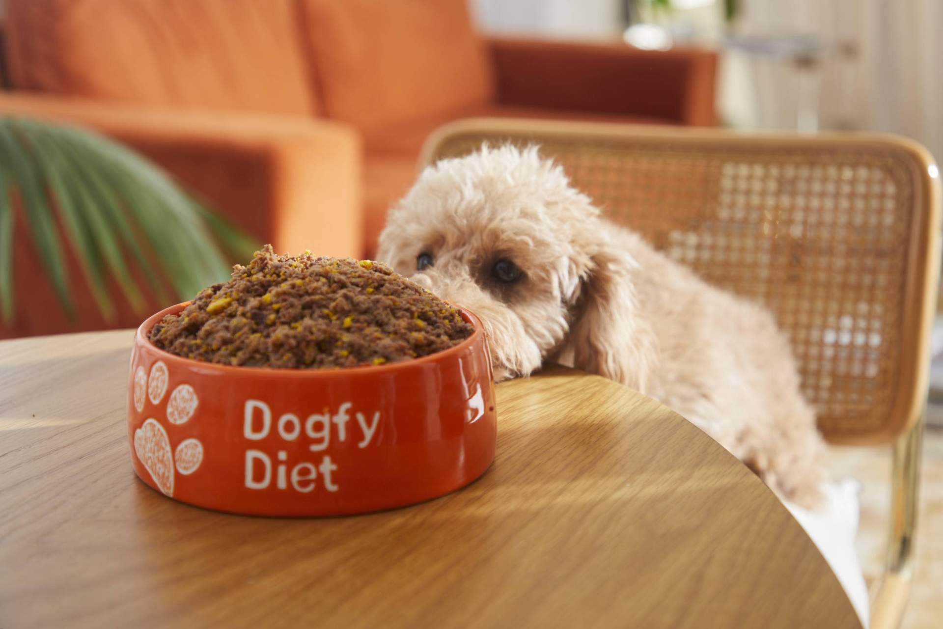 Comida natural cocinada para perros vs. dieta BARF