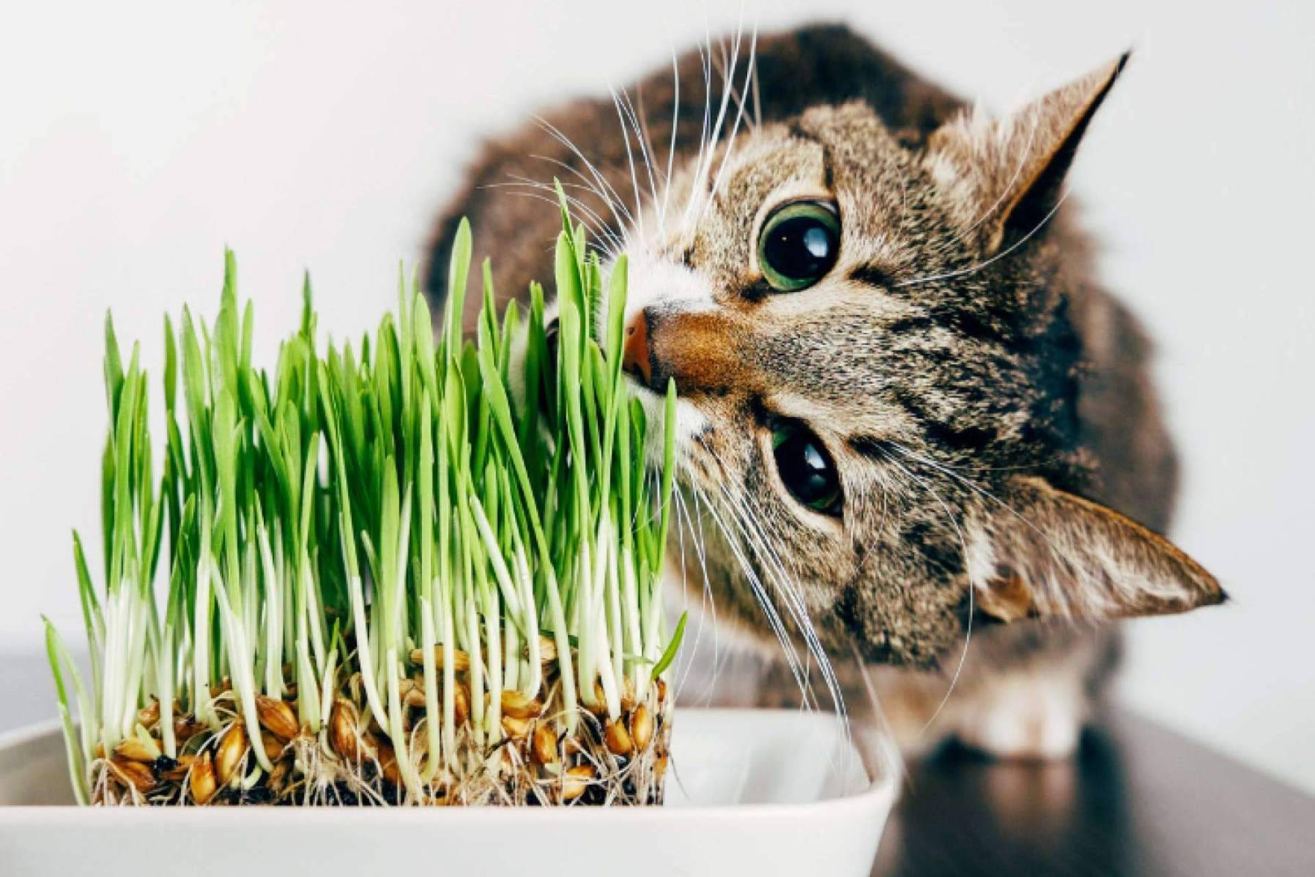 Plantas tóxicas para gatos (incluso en Navidad) ¿Cuáles son y qué hacer?