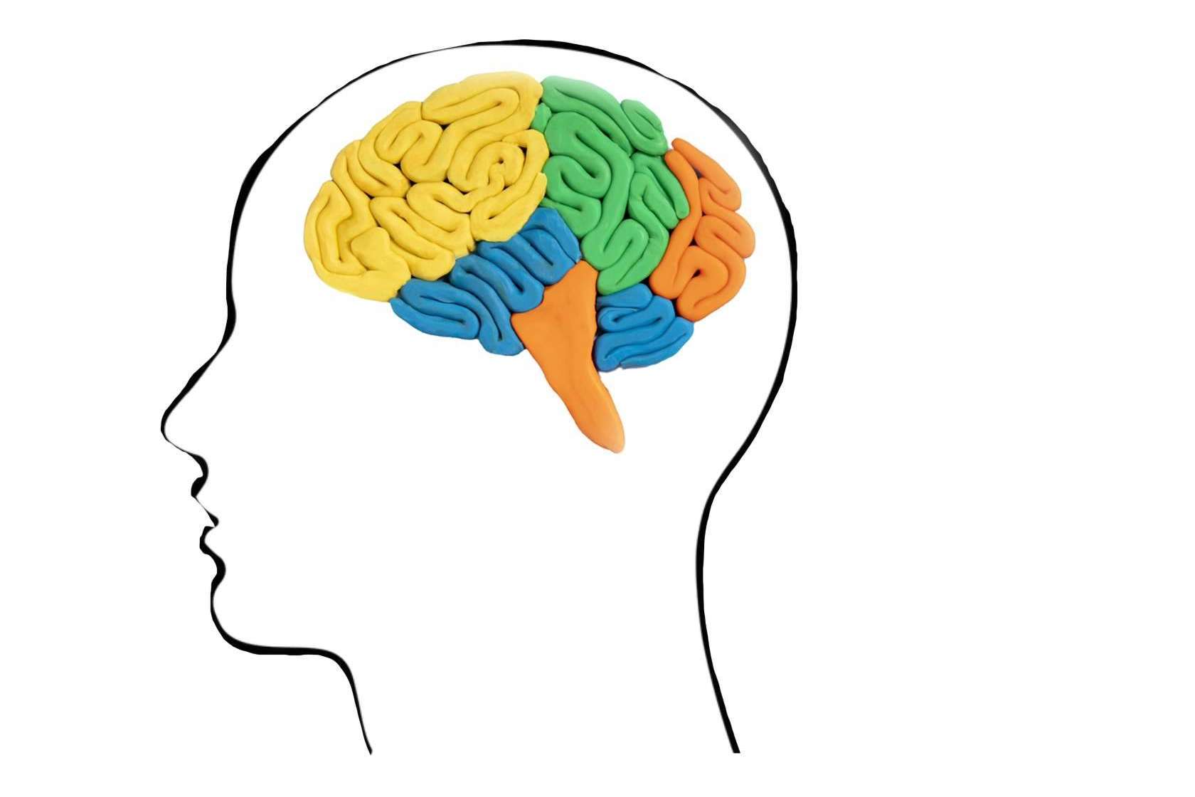 Desarrollar la plasticidad cerebral con los productos de Store Naturopatía