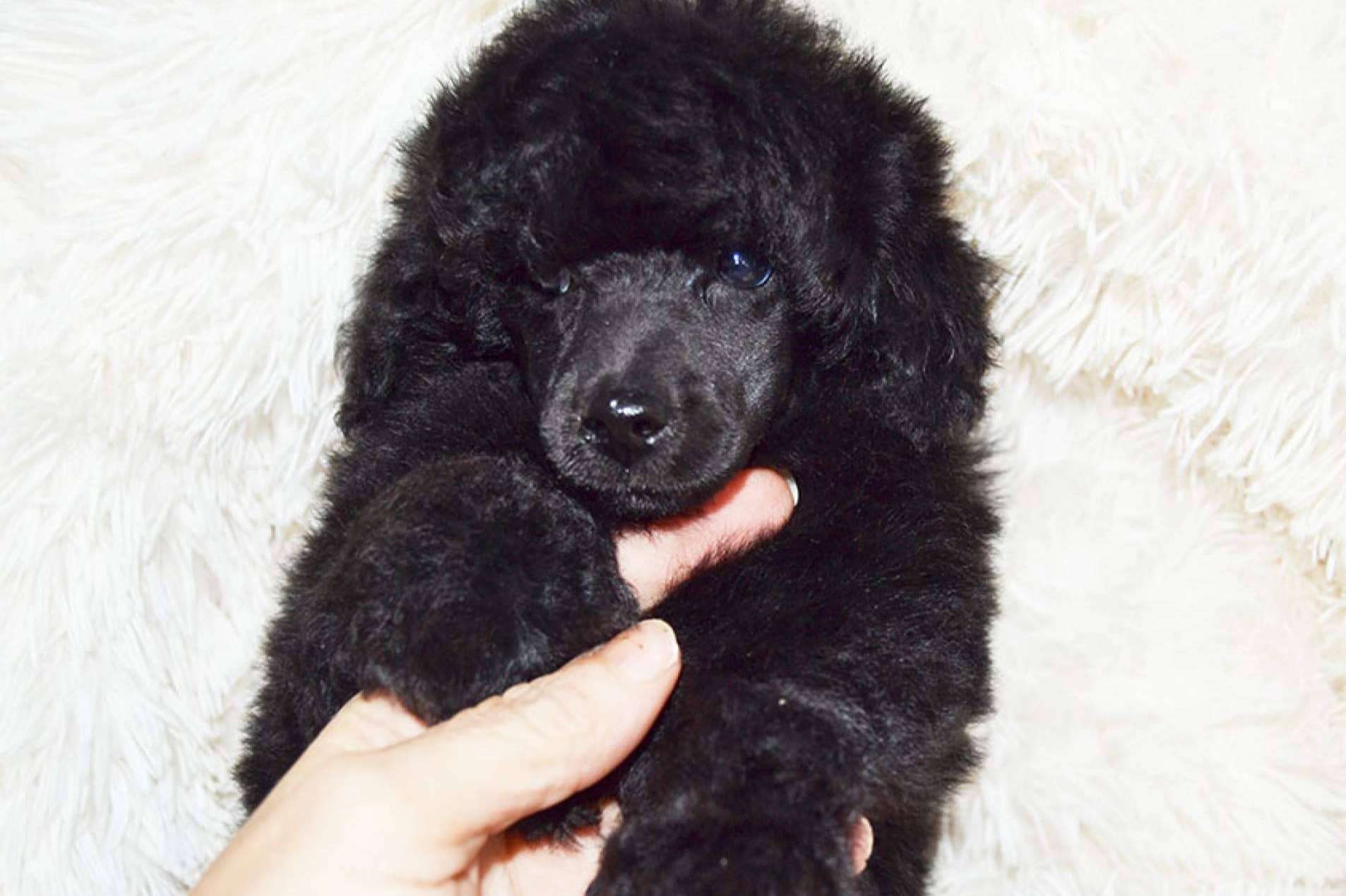 Salud, higiene y peluquería de los cachorros caniche toy, por los especialistas de Gallumar