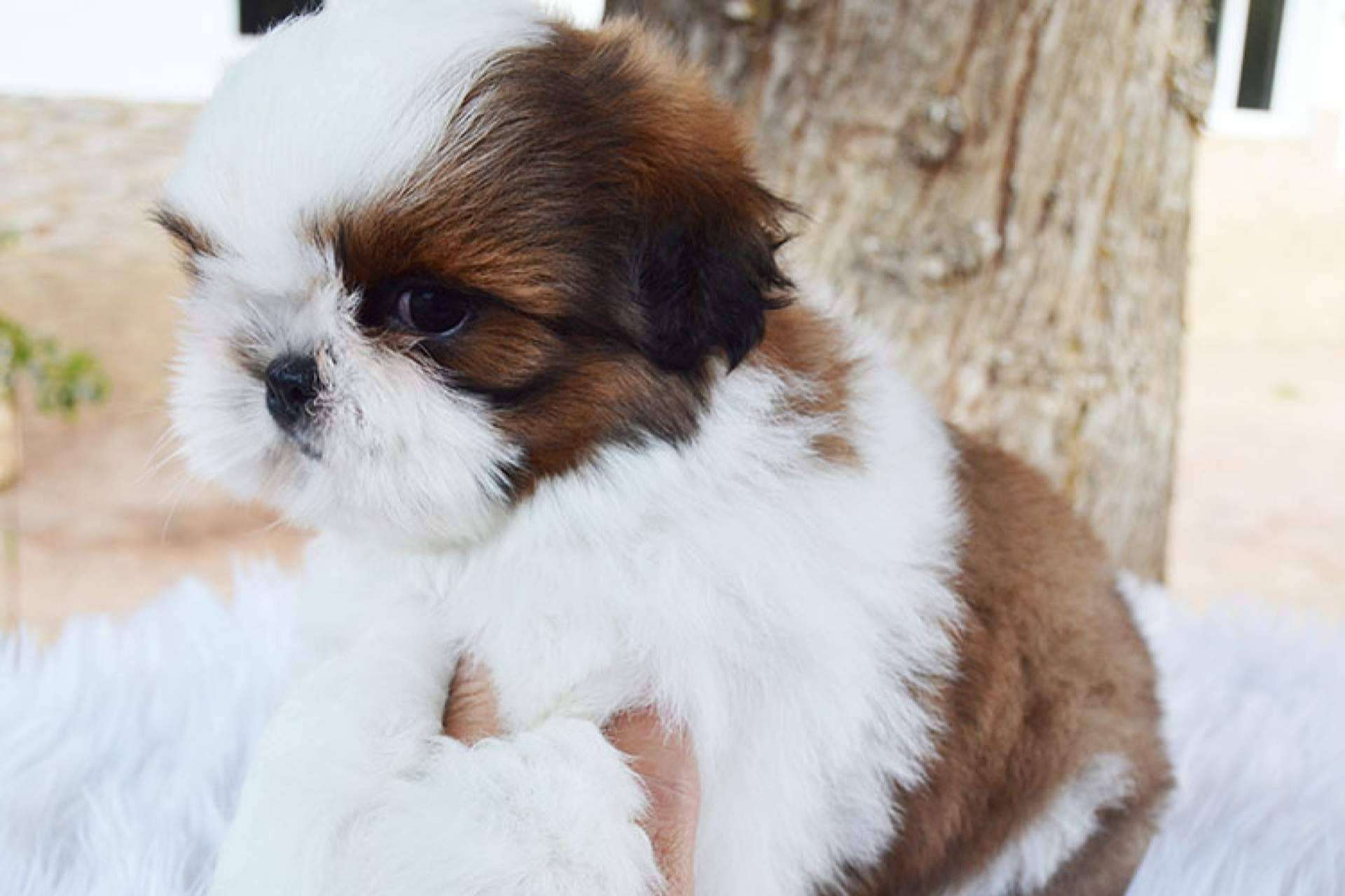 Gallumar da recomendaciones para la salud, higiene y peluquería de los cachorros shih tzu