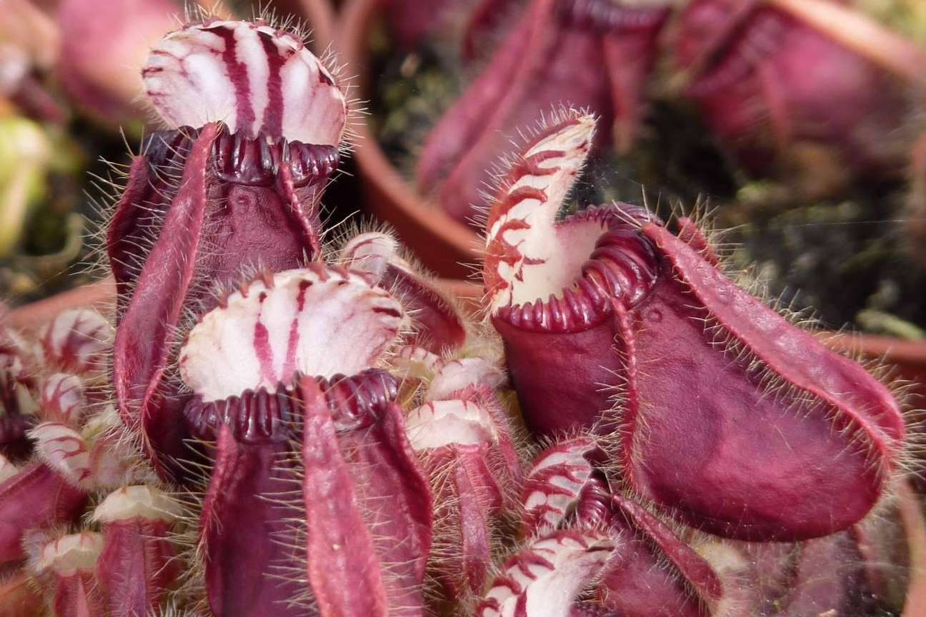 Regalar un pack de plantas carnívoras en Navidad