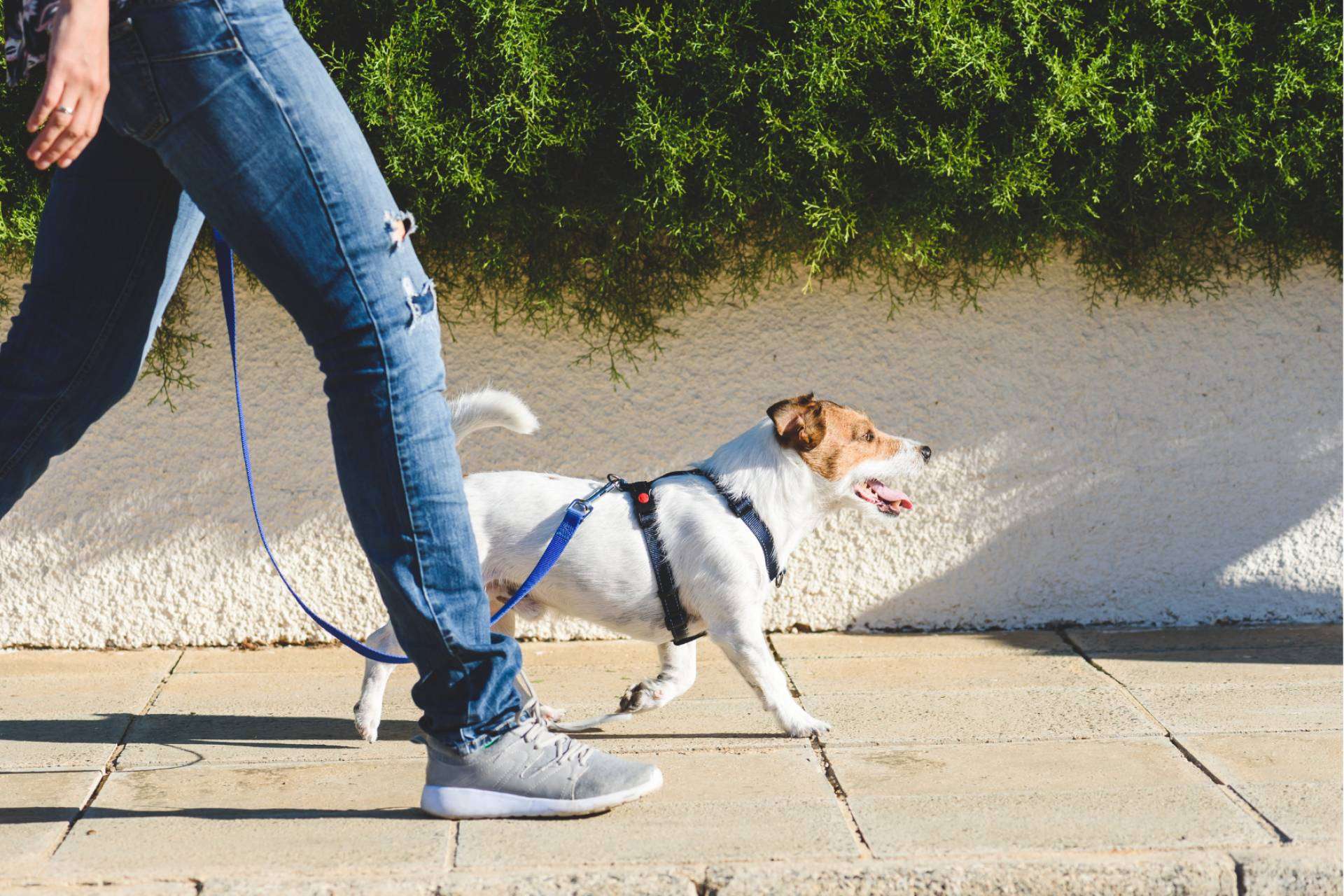 Mascozyme® Urban Cleaner es la solución a la contaminación ambiental por excrementos y orines de perros y gatos