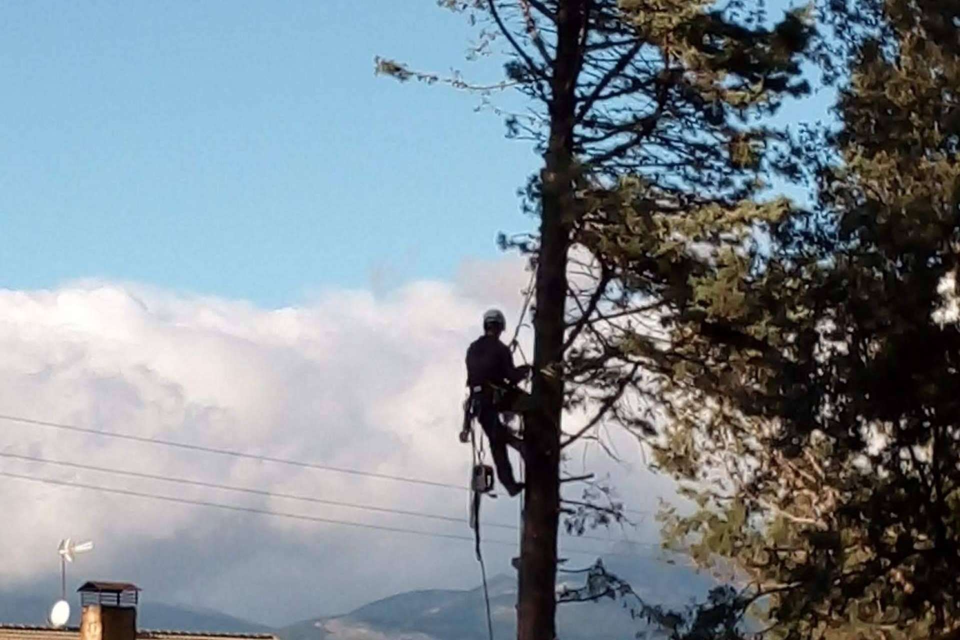 Servicio completo de poda y tala. Talas de Árboles ofrece todo el cuidado de un árbol, desde que nace hasta que muere