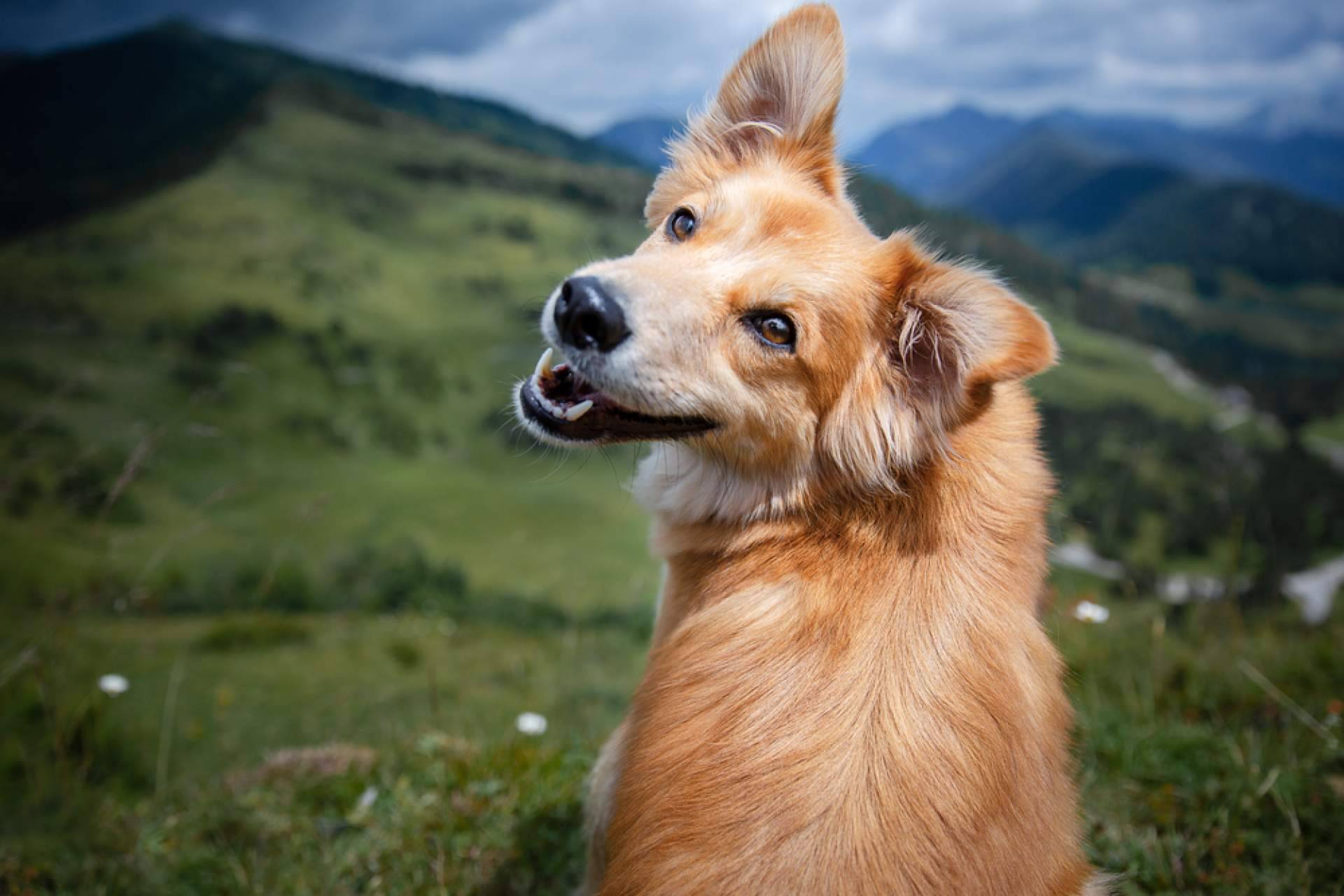 Los servicios de La Central del Cachorro, el buscador de mascotas con más garantías de salud y cuidados de los animales