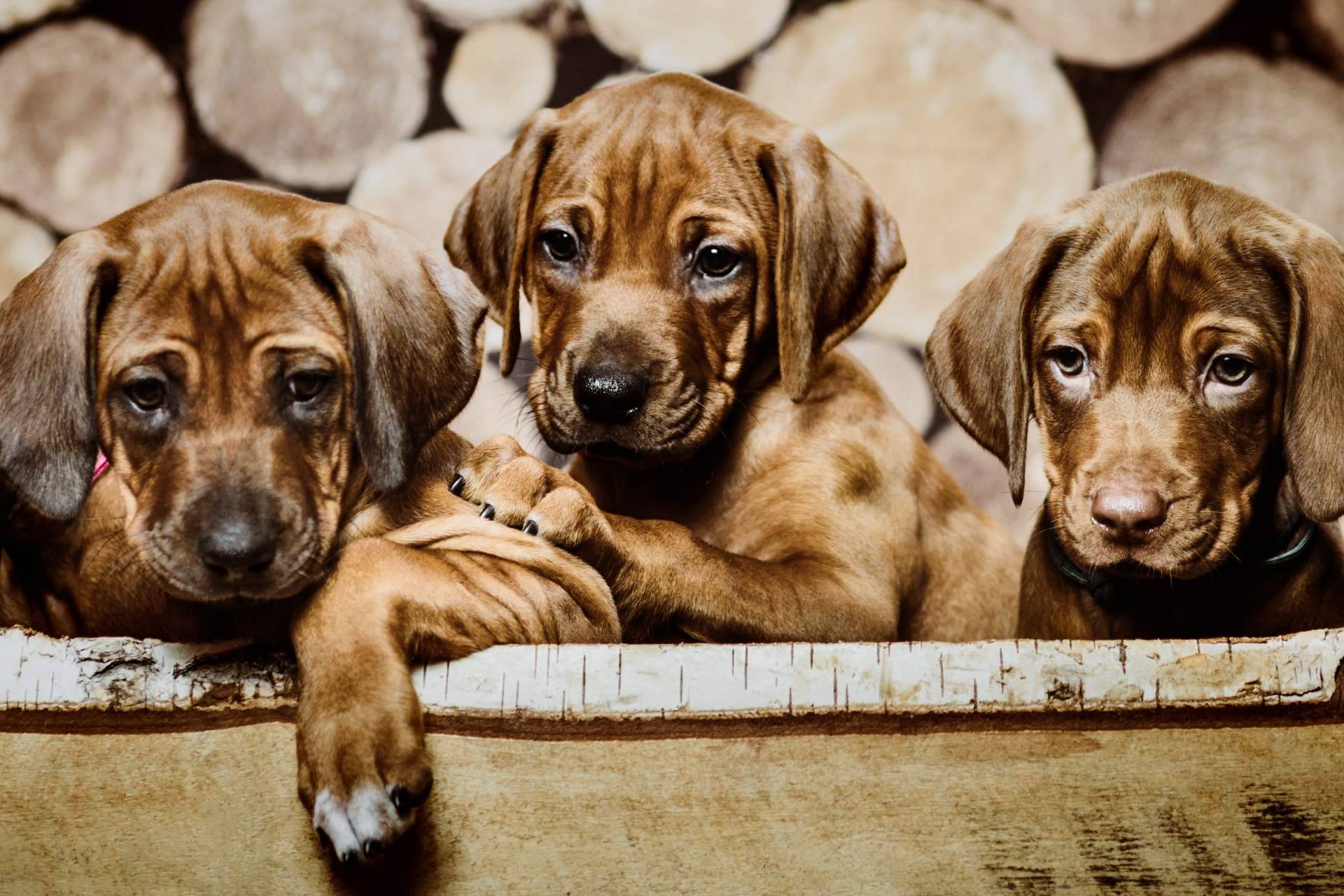Cachorros del Valle ofrece un servicio de adiestramiento para cachorros