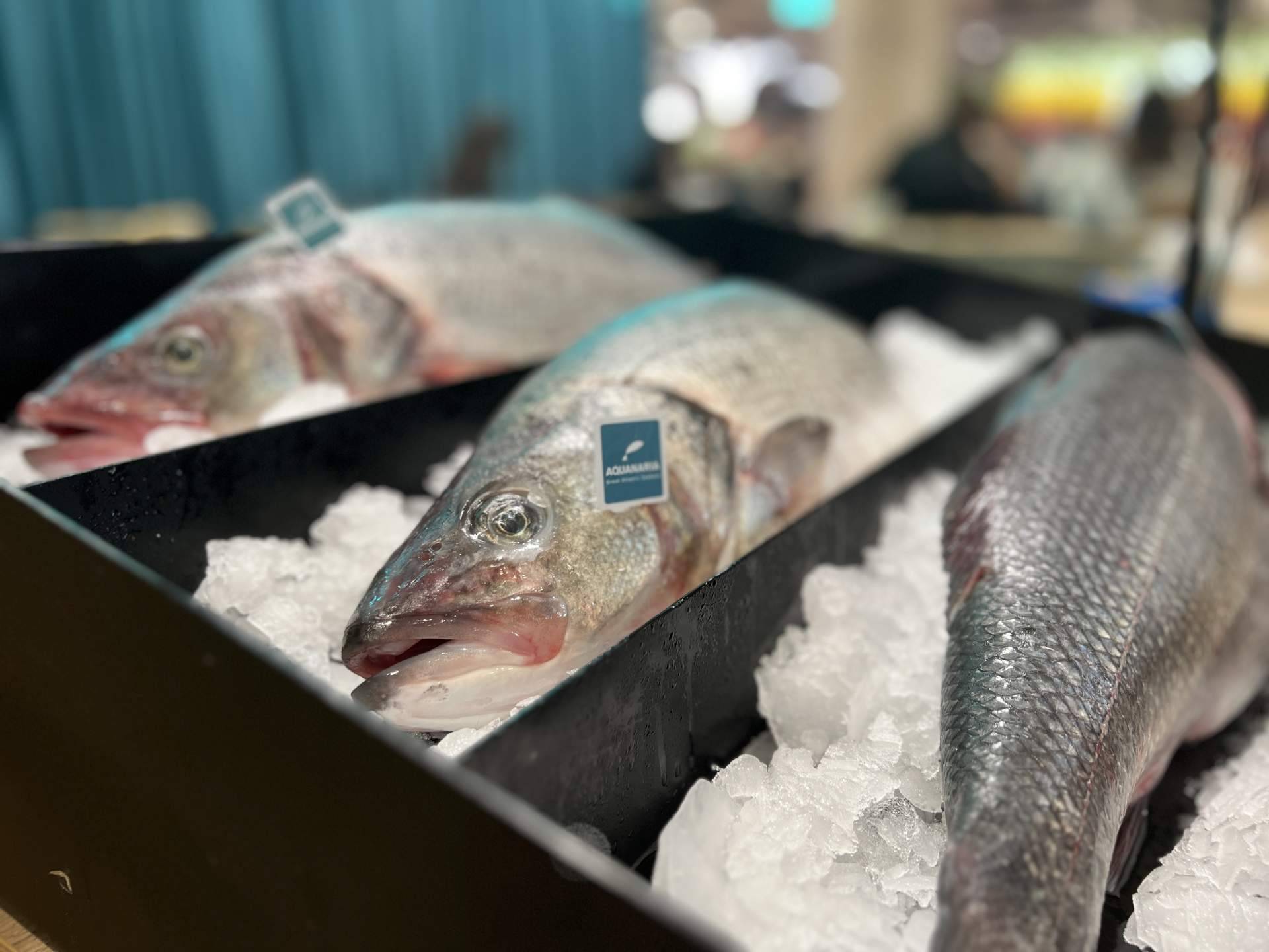 Madrid fusión alimentos de España 2023 contará con Aquanaria
