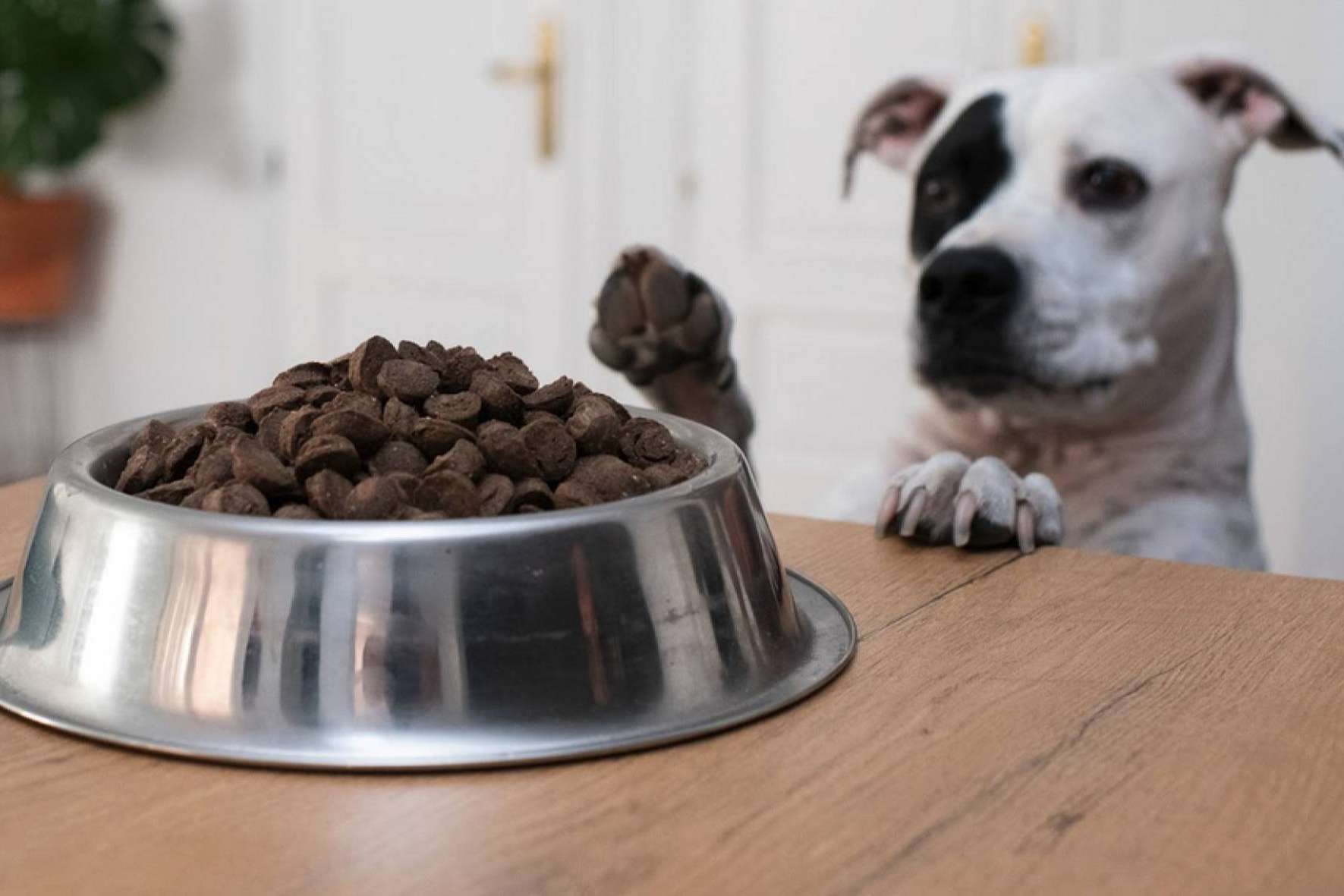 Ginqo dispone de un nuevo pienso hipoalergénico para evitar problemas de salud en perros y gatos