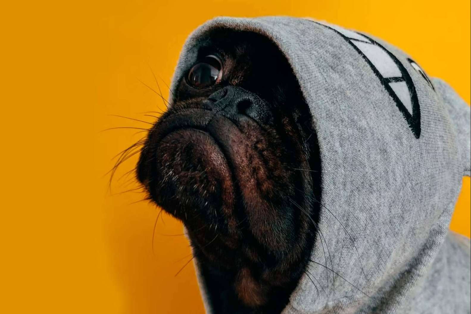 ¿Es correcto vestir a los perros?, por la Asociación Española de Perros de Apoyo