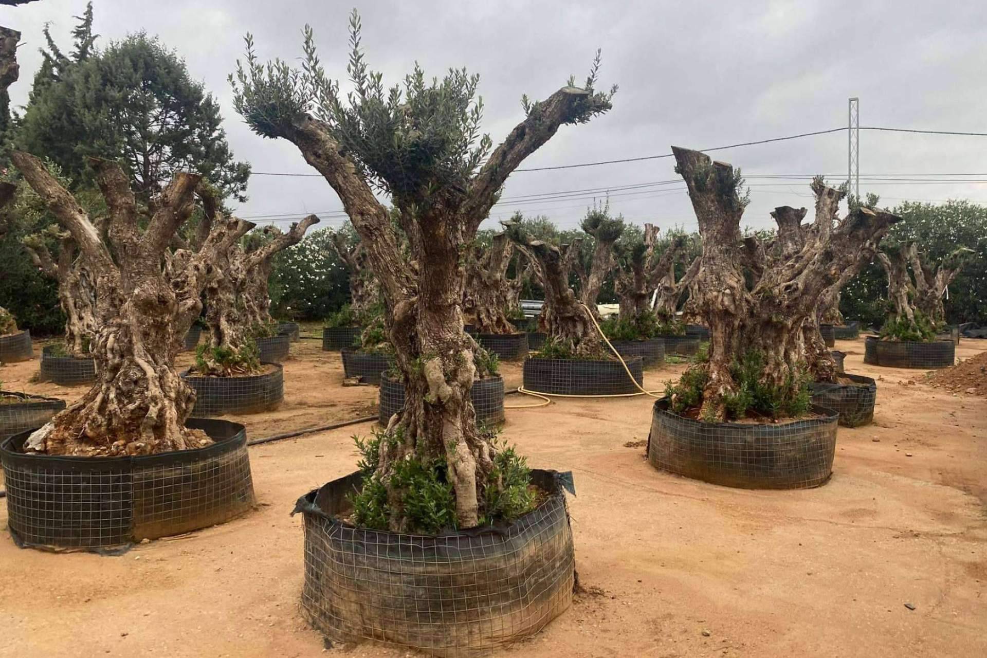 La tienda de decoración para comprar olivos centenarios, Olivos Extremadura