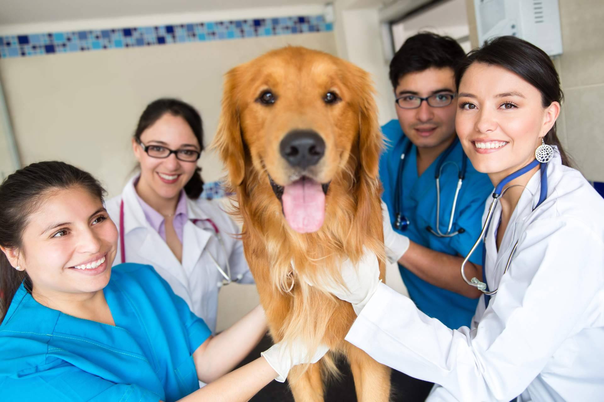 ¿Cuánto tiempo dura un curso de auxiliar de veterinaria?
