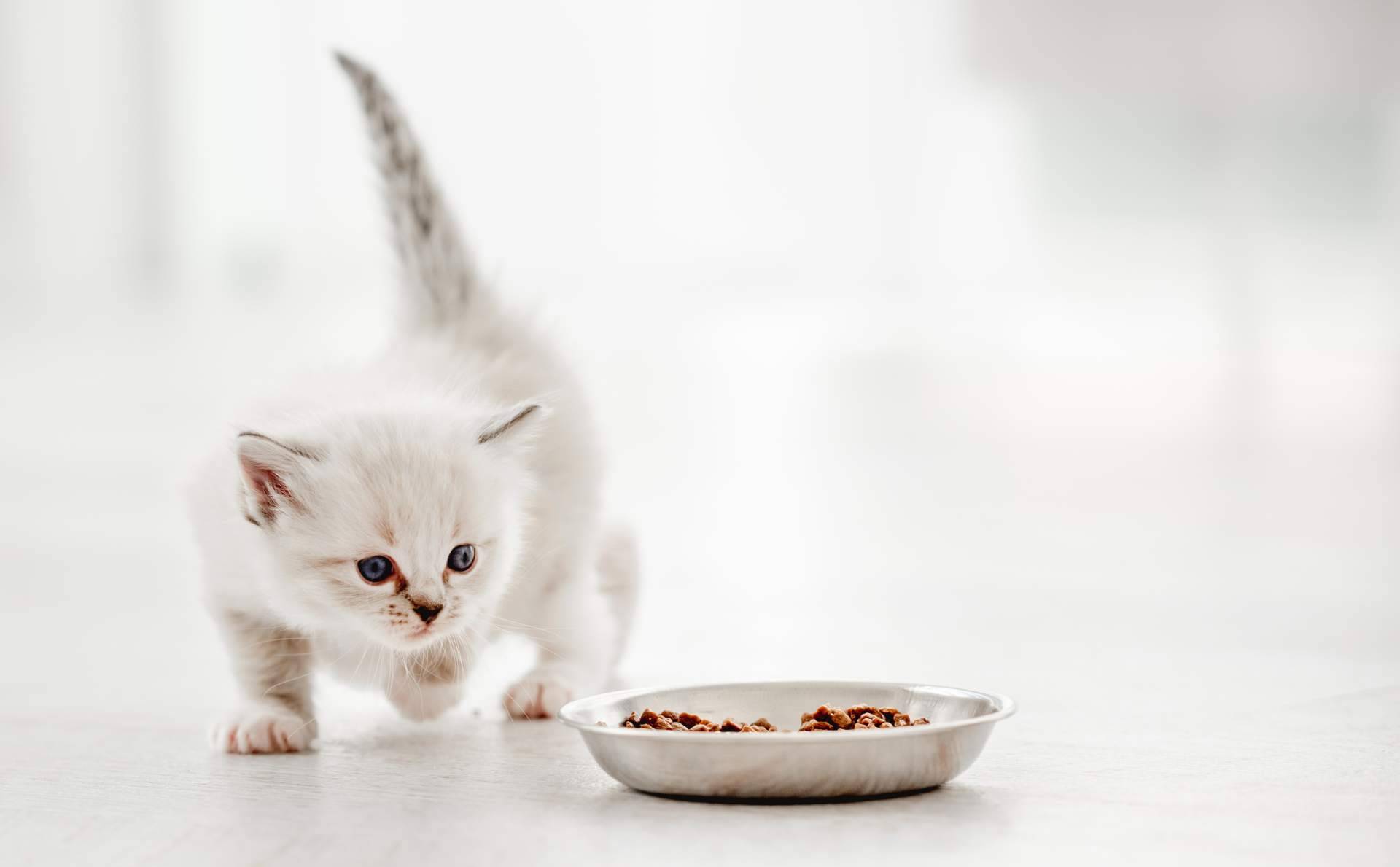 La creación de publicidad digital para encontrar gatos perdidos con mascotaperdida112.com
