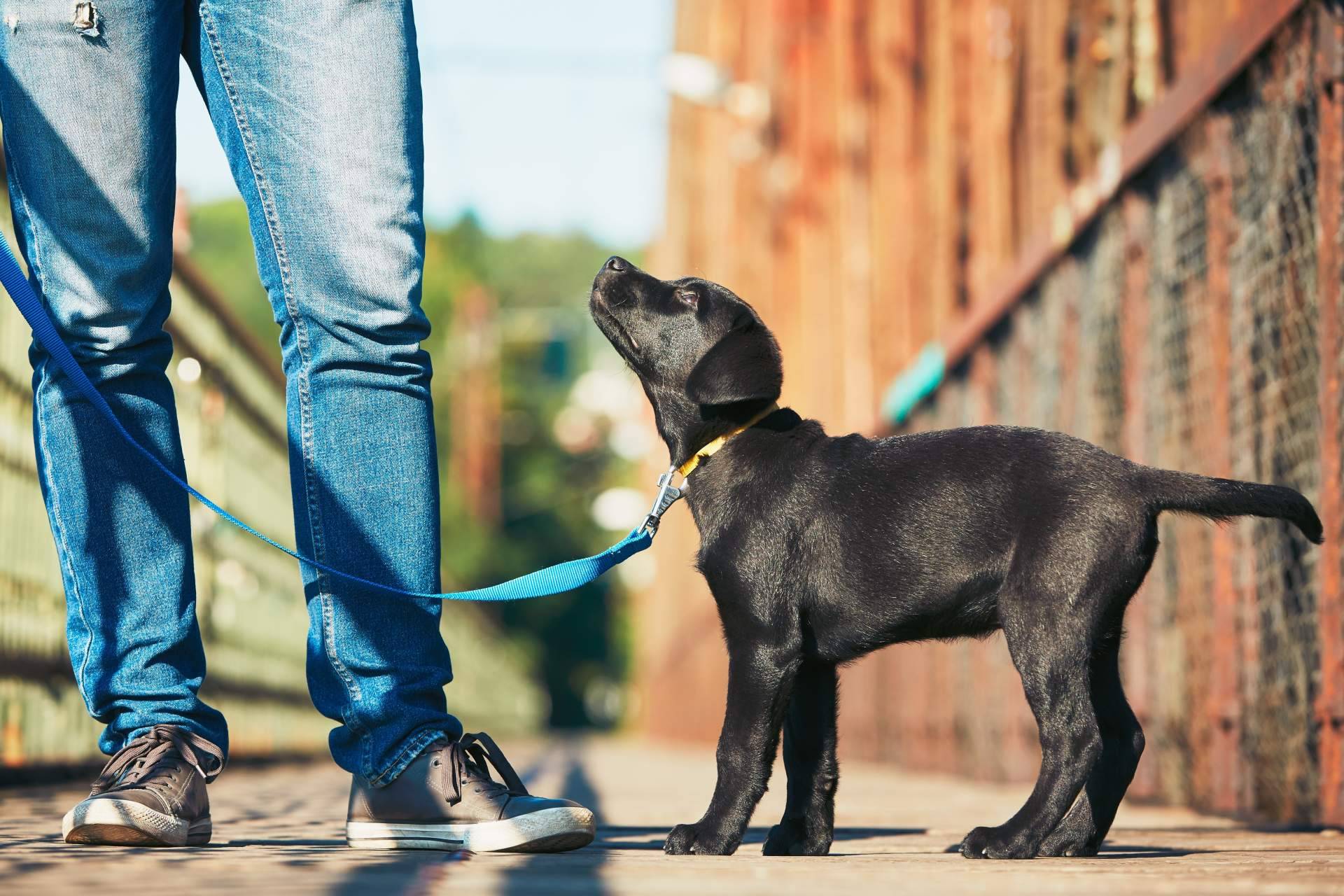 Programa de educación temprana de cachorros de la mano de EducDog