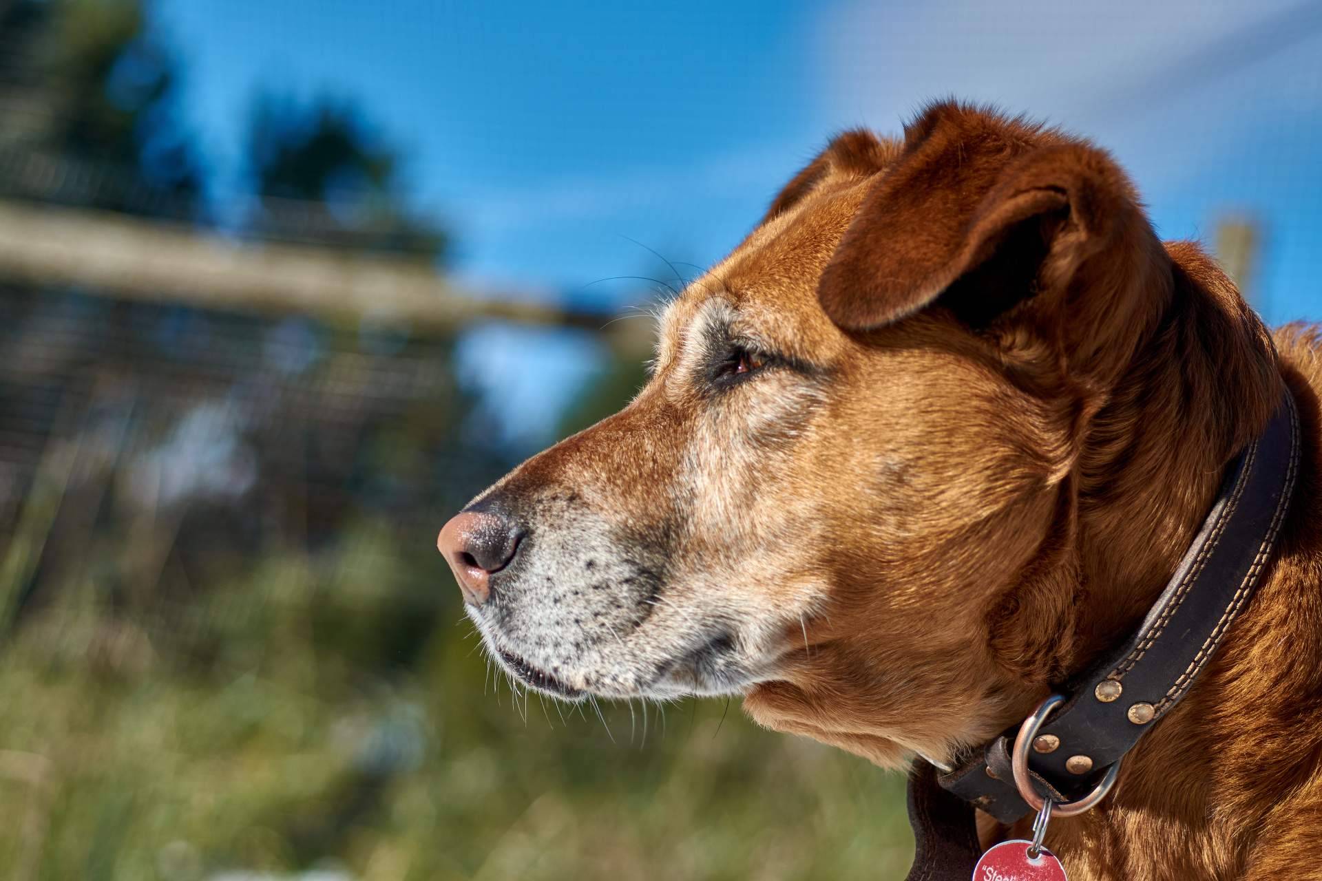 Adoptar perros de forma responsable en Valencia