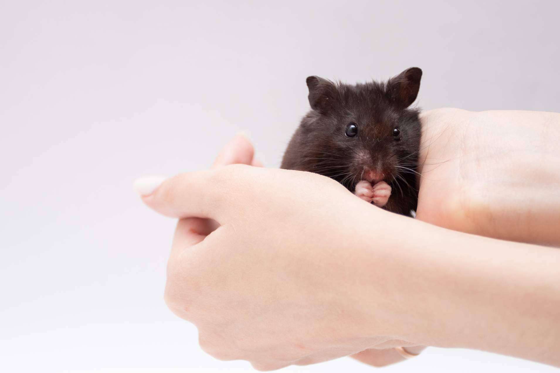 LovePets, todo lo necesario para la higiene en roedores
