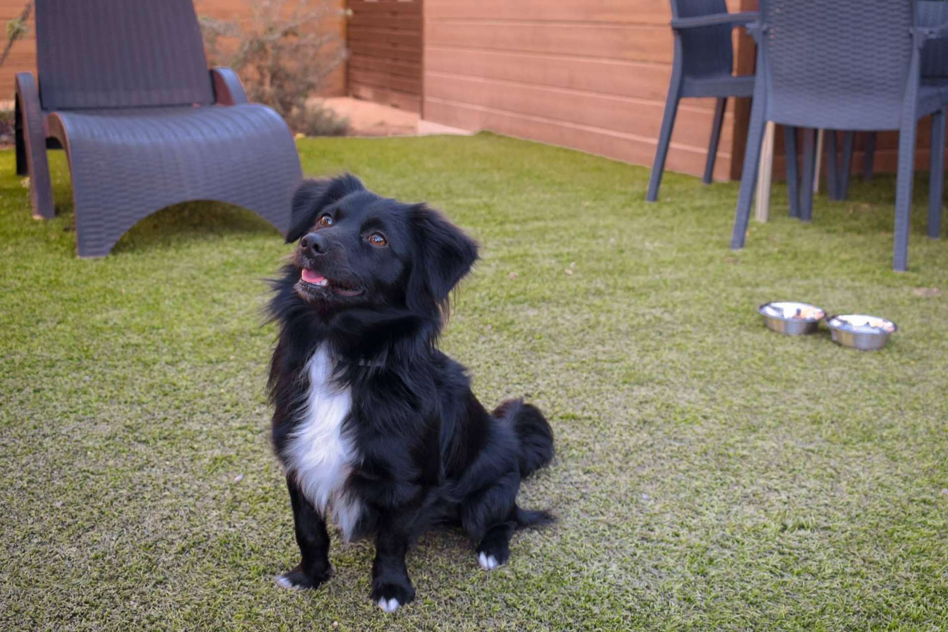 Vacaciones pet friendly en los establecimientos turísticos de Alannia Resorts