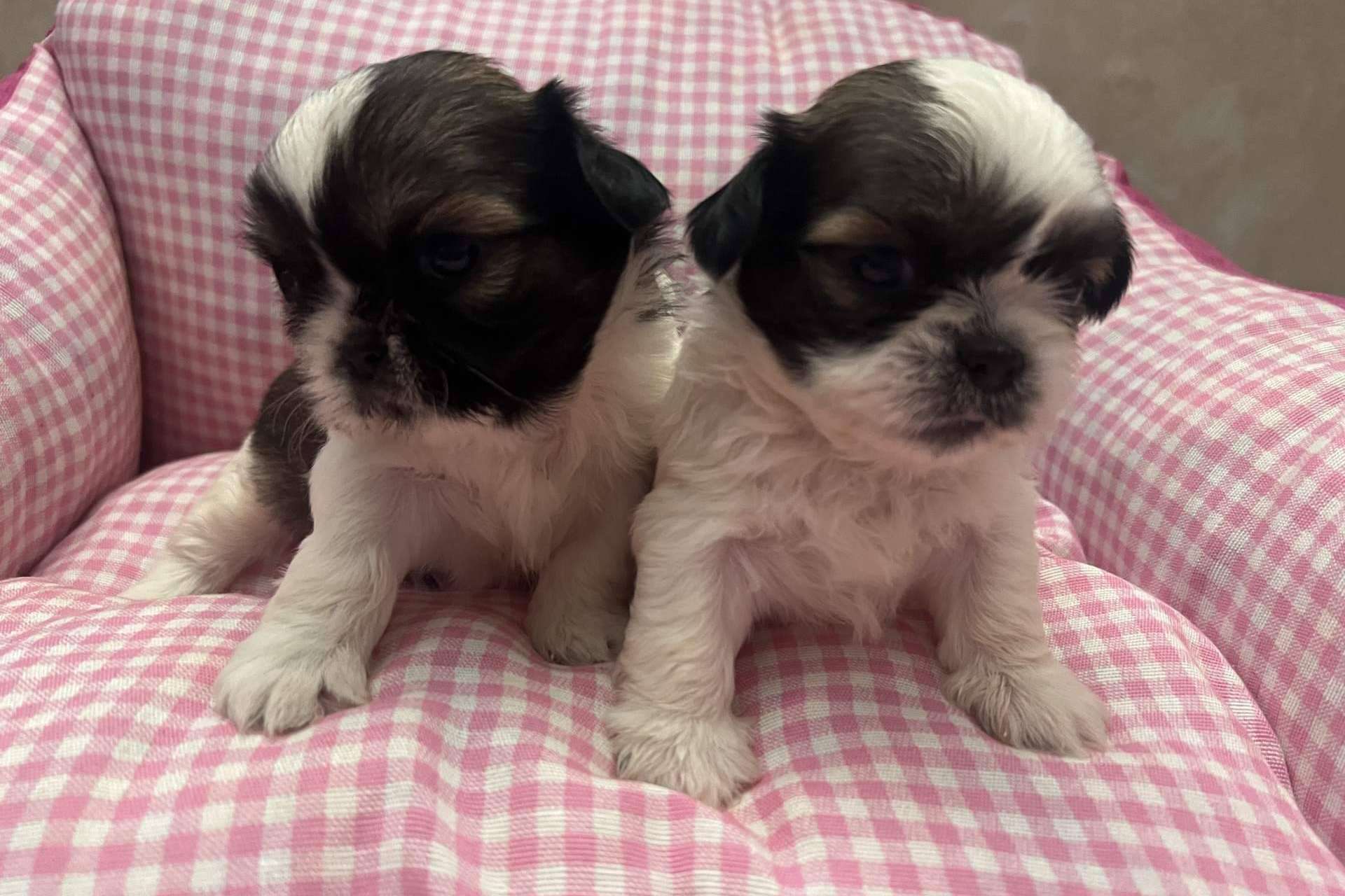 Los Luceros de Vandalia, un criadero de perros pequeños que destaca por su amor por los animales
