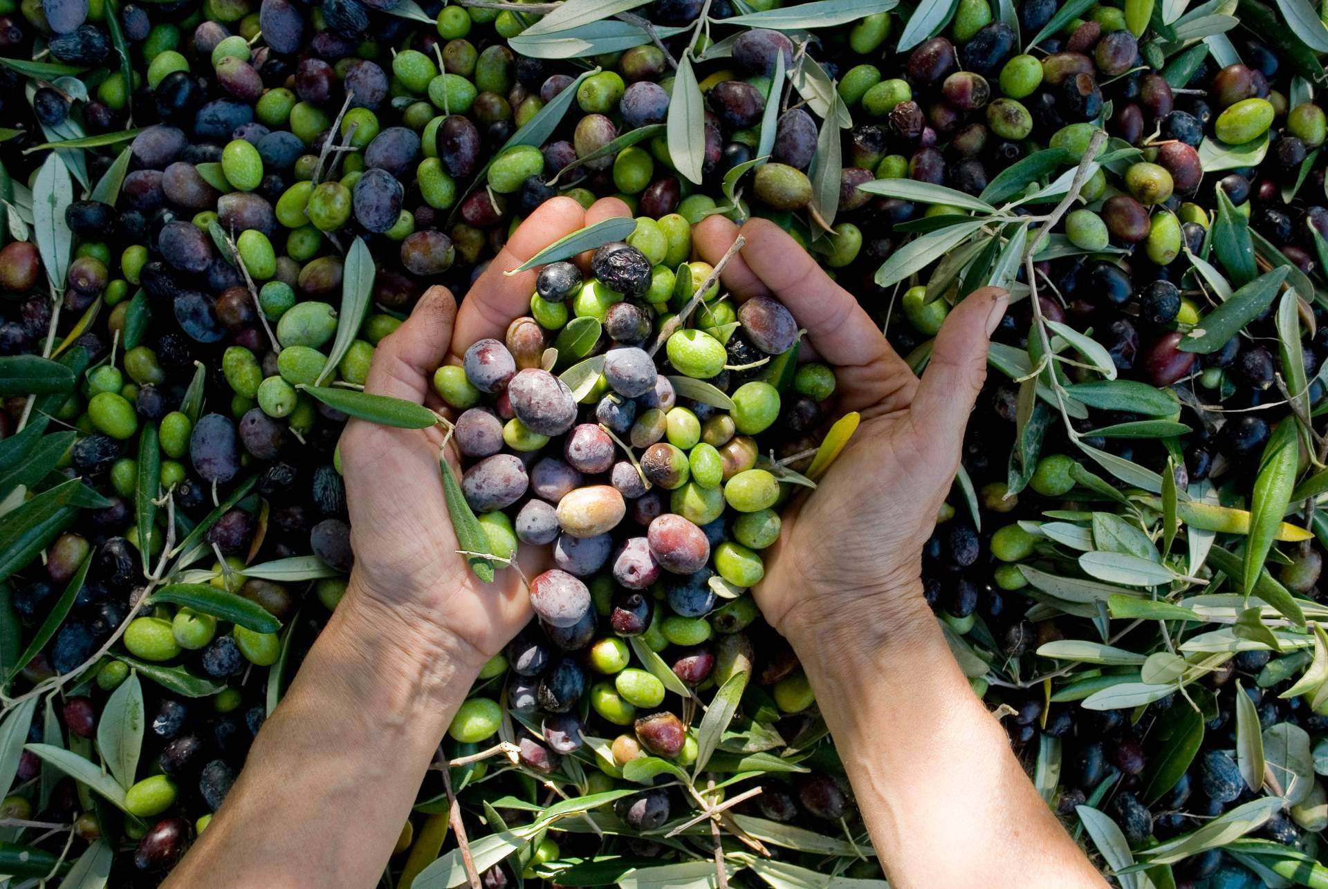 Apadrinar un olivo centenario con El Aceite de la Vida