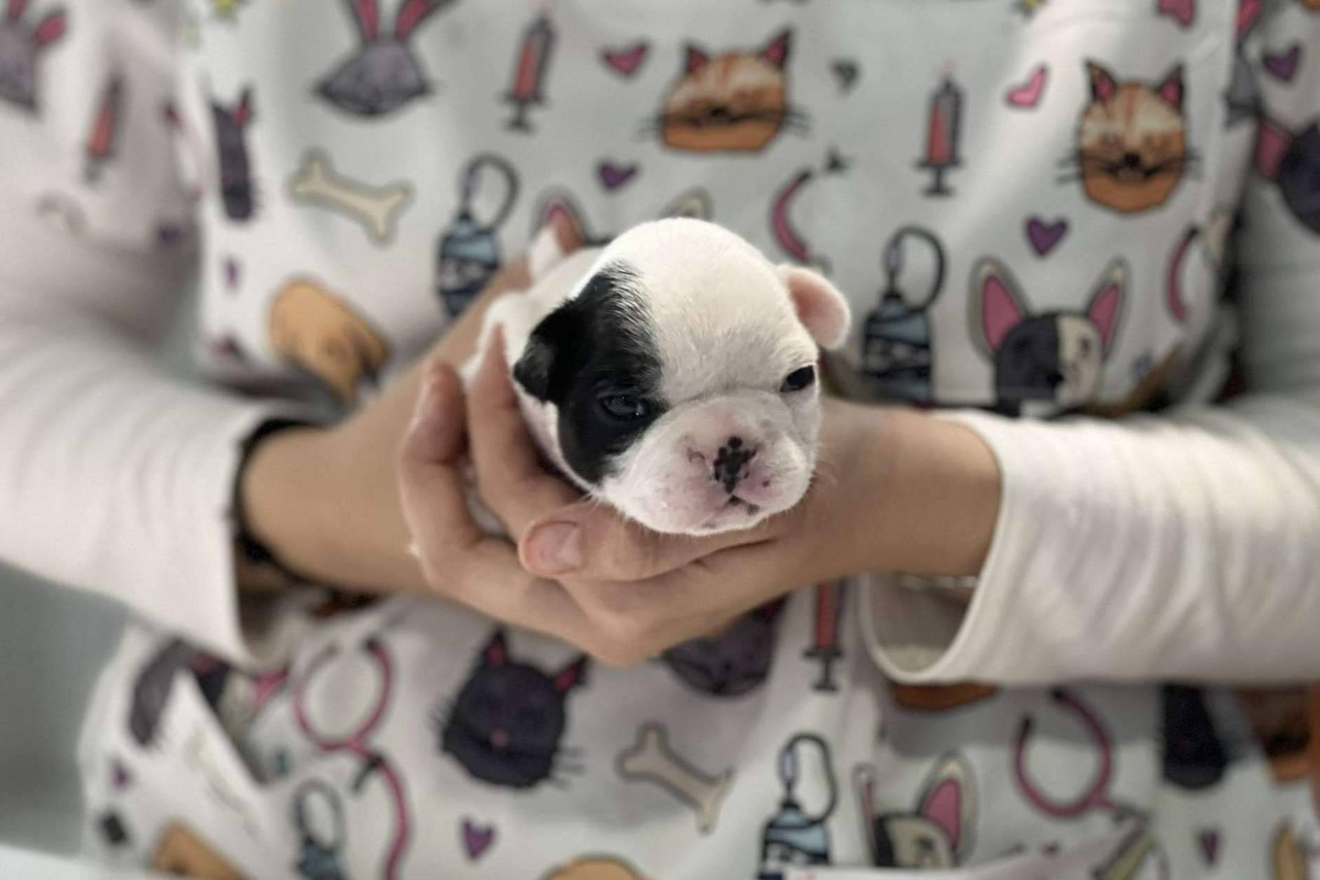 Hospital Veterinario El Bosque y la importancia del cuidado de la salud de las mascotas