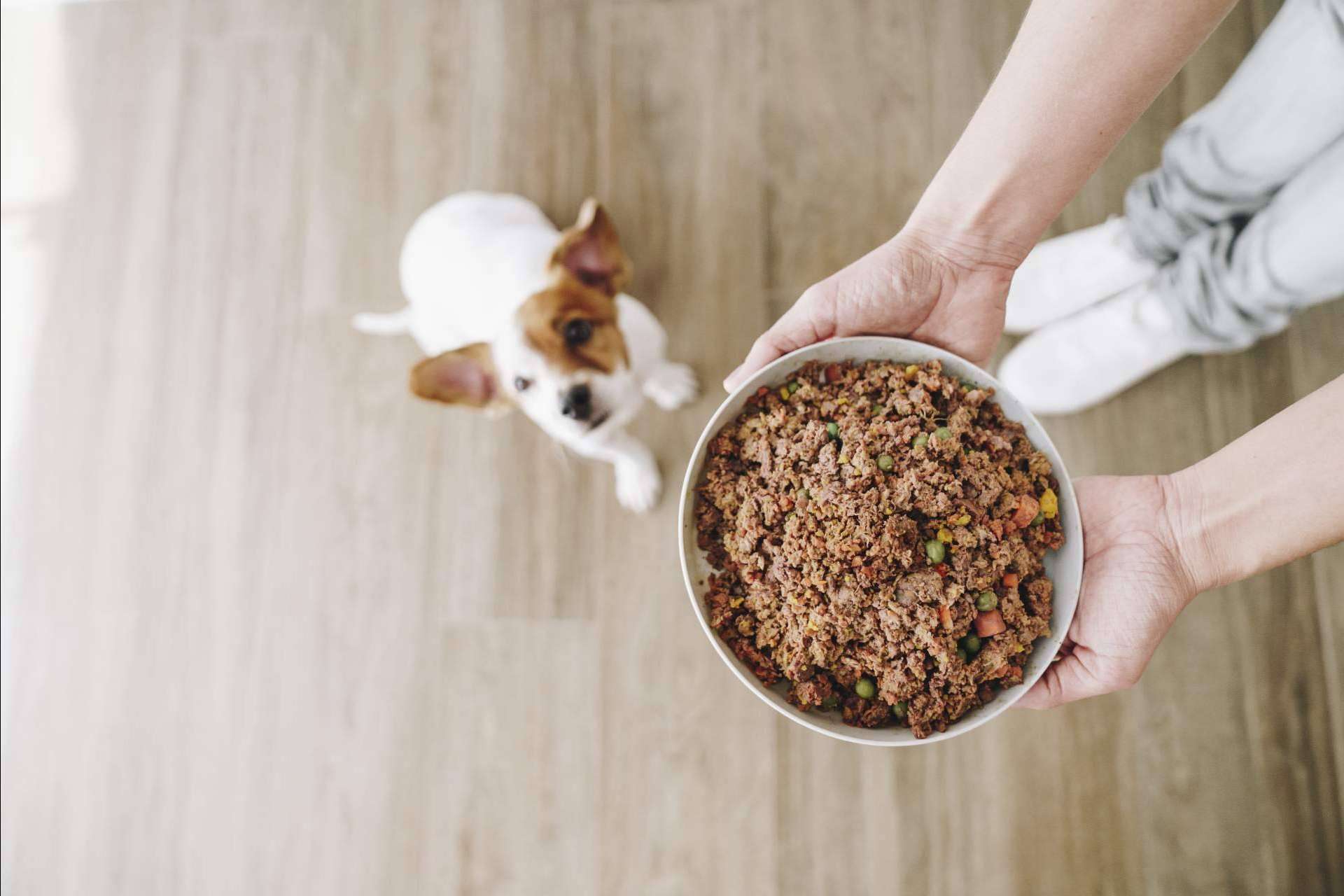 ¿Un perro que todavía come pienso? Dogfy Diet dispone de una alternativa de alimentación natural para perros