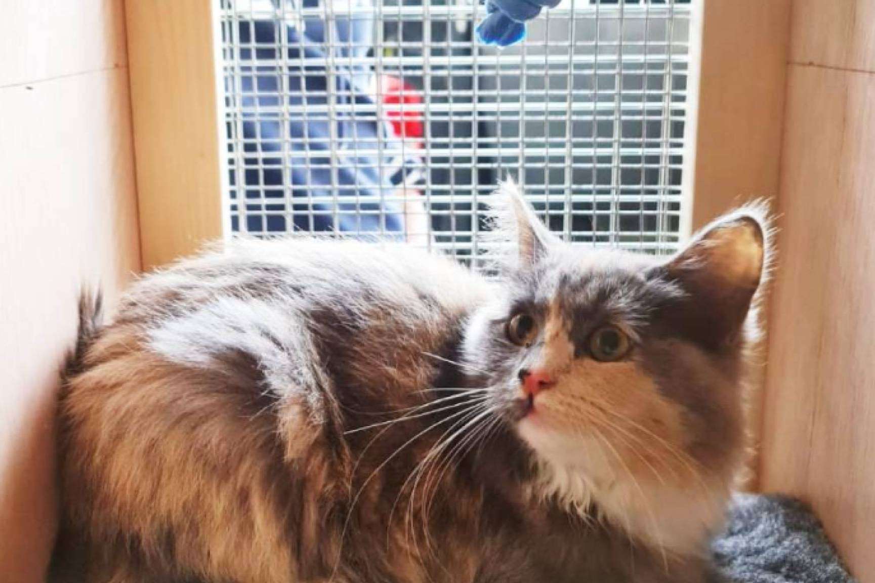 Cuáles son los trucos para acostumbrar una mascota al trasportín, por BaggagePets