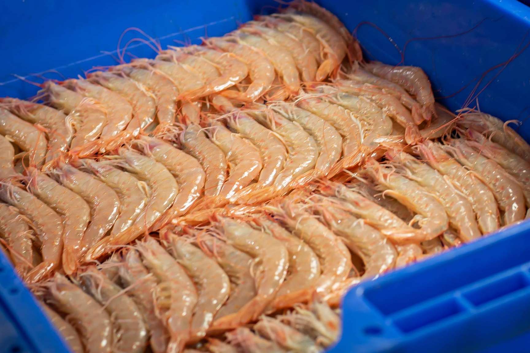 Cuál es la diferencia entre gamba y langostino