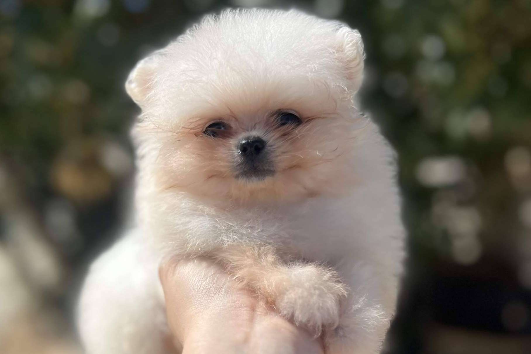 Perros caniches toy criados en Los Luceros de Vandalia