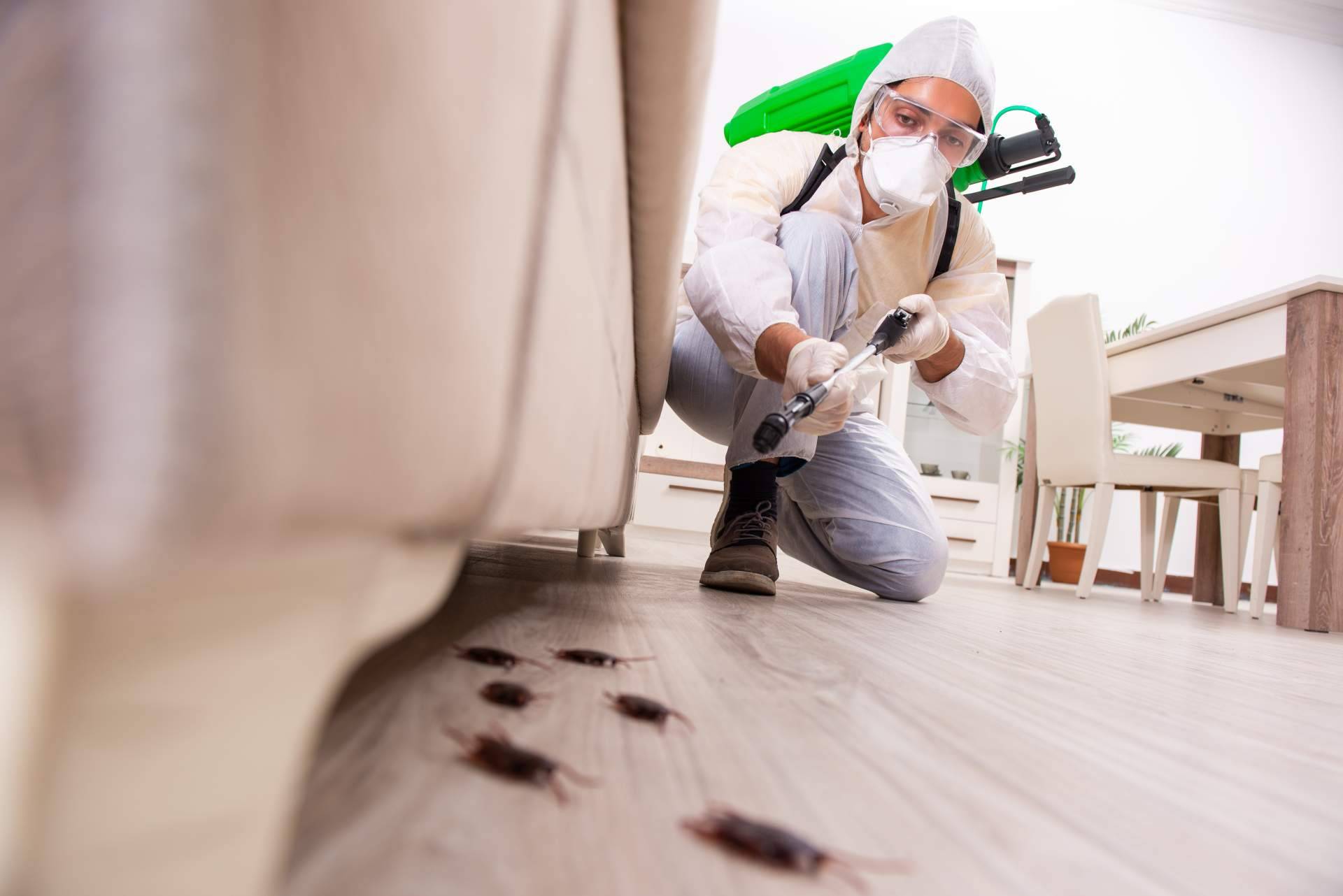 Cómo una empresa de control de plagas permite combatir infestaciones