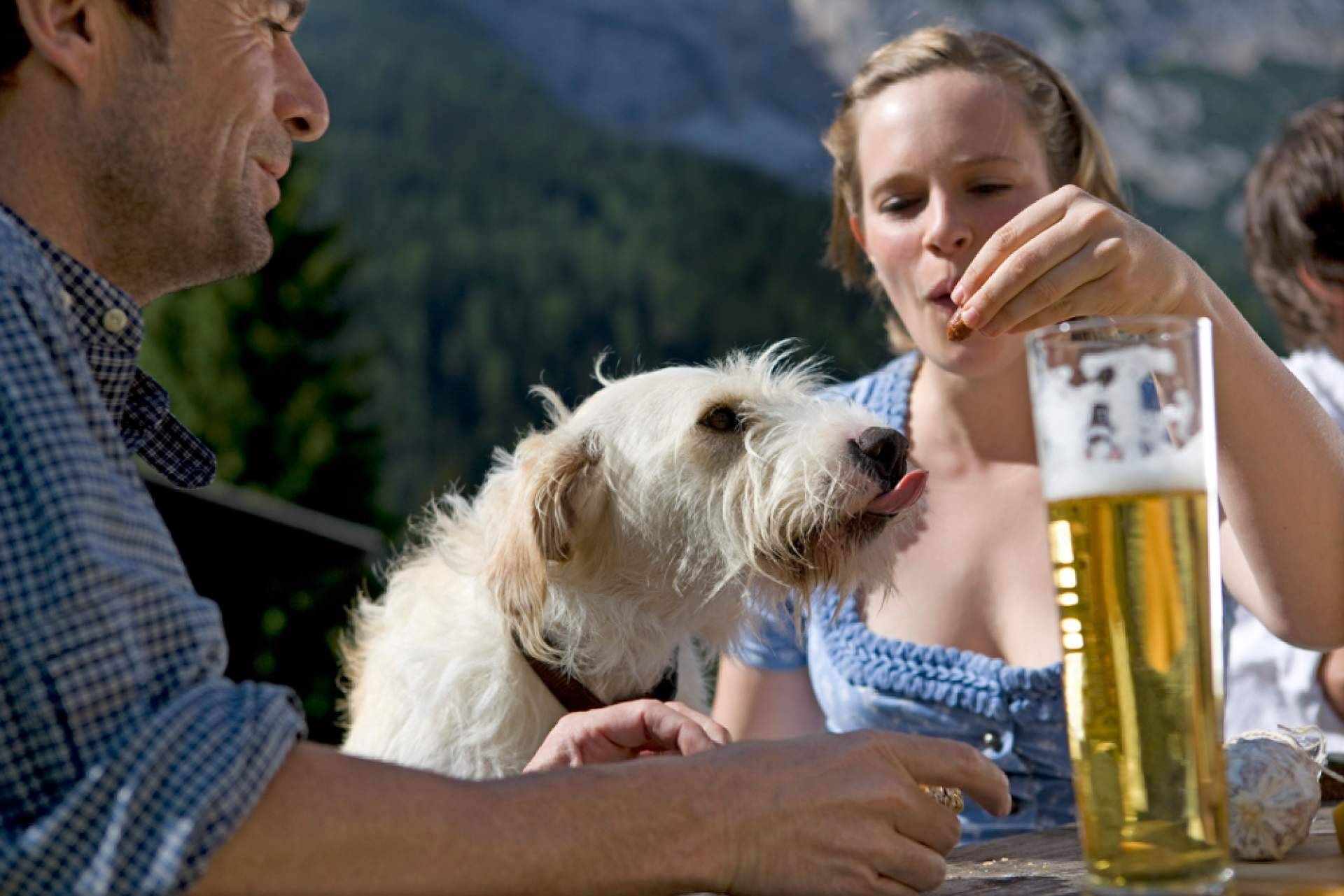 Adoptar perros pequeños en las grandes ciudades tiene varios beneficios