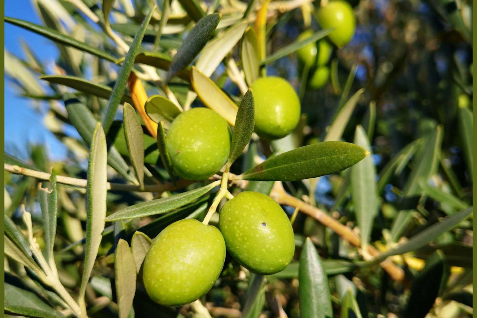 La subida del aceite debido a los costes de producción
