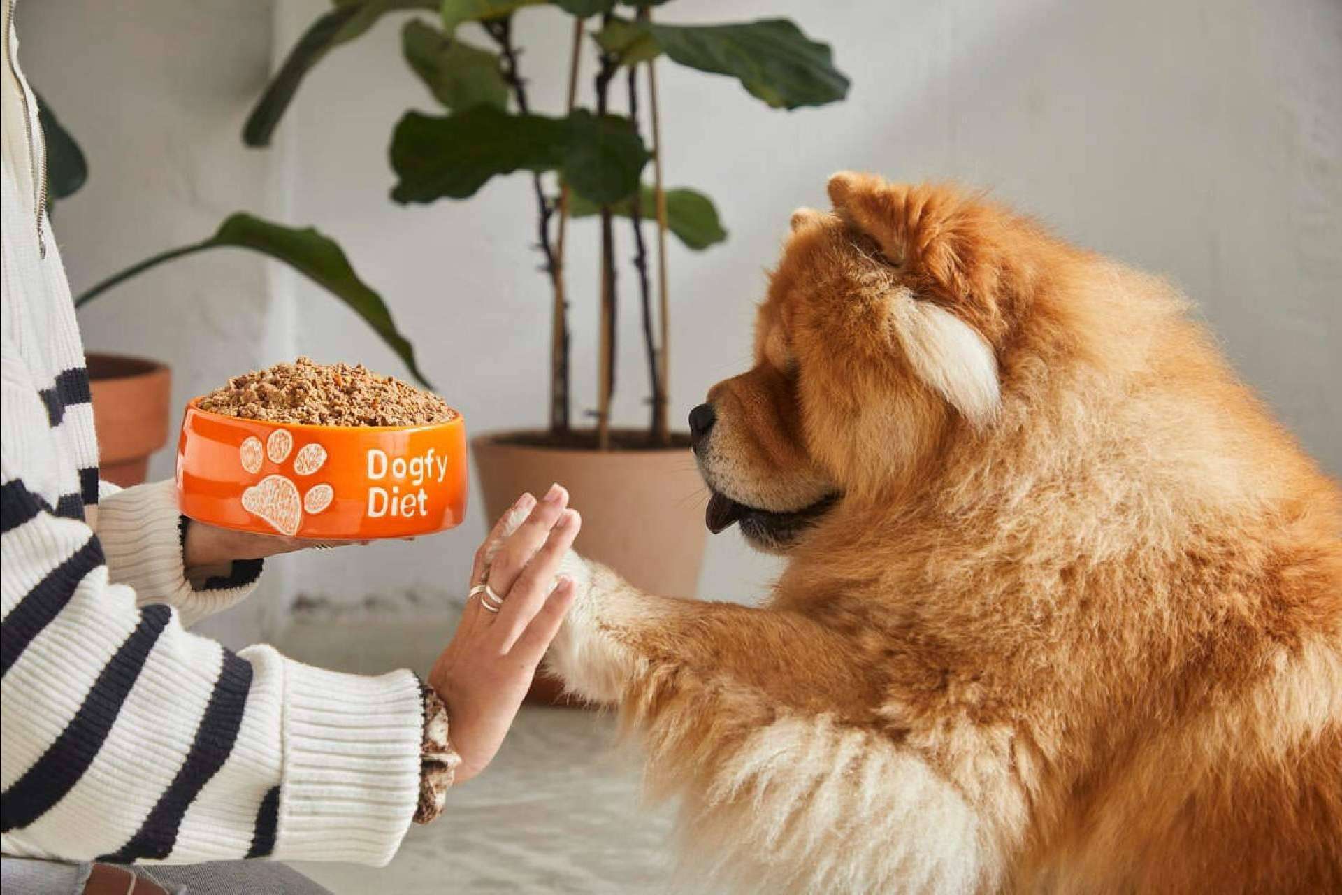20 enfermedades más comunes en perros, por Dogfy Diet