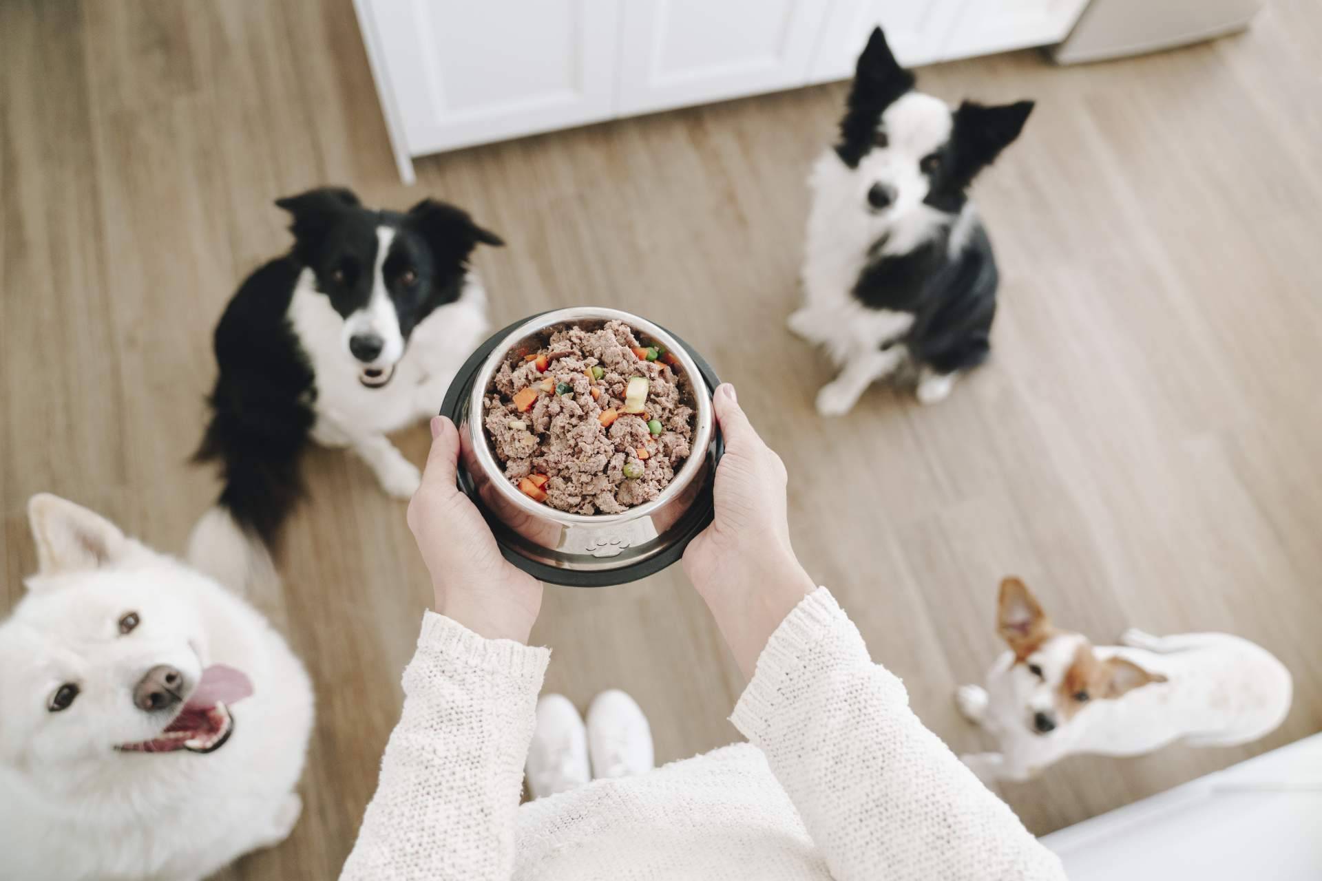 Las ventajas e inconvenientes de los diferentes tipos de comida para perros, por Dogfy Diet