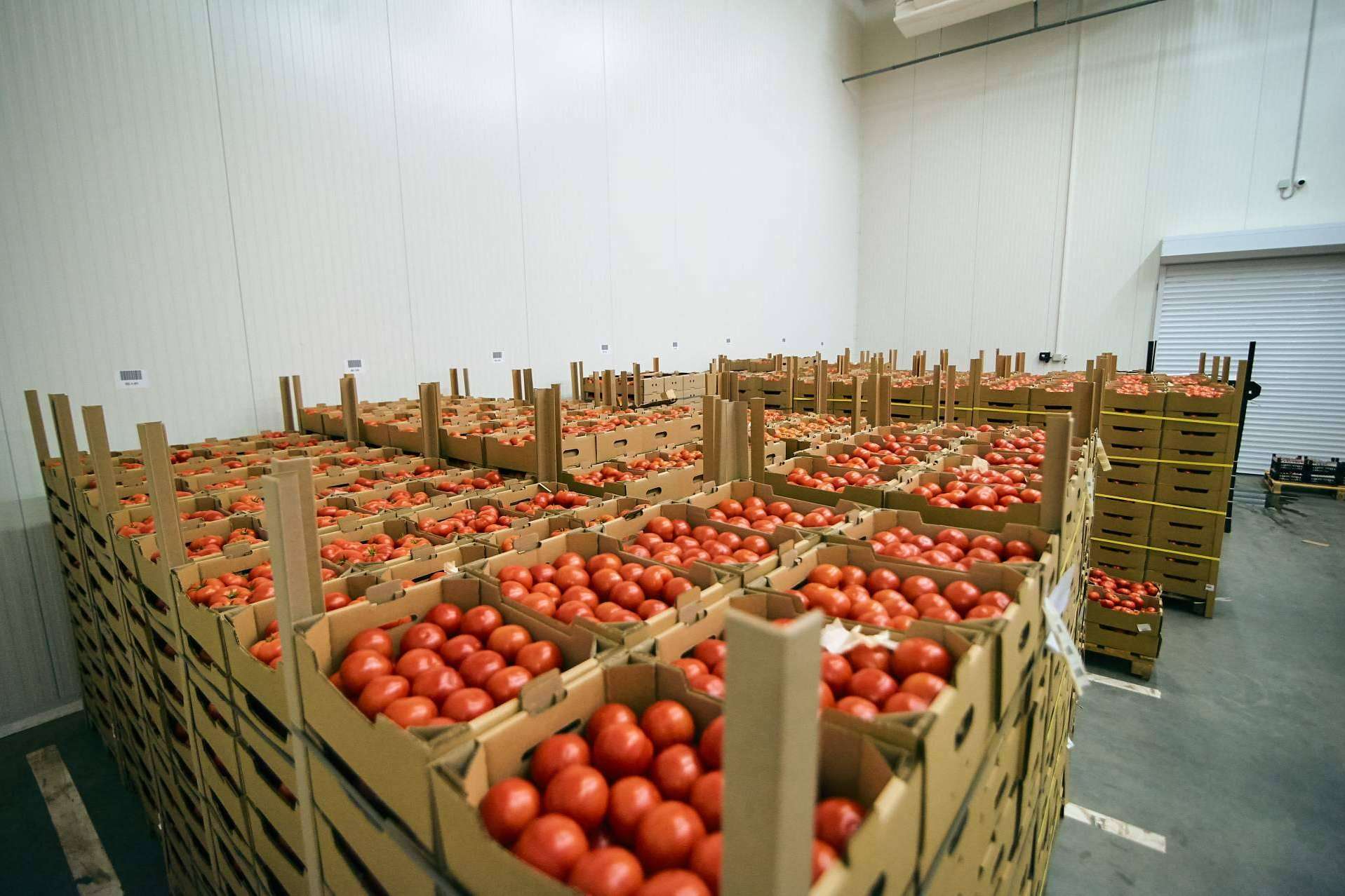 Alba IBS ofrece un software ERP para mayoristas de frutas y hortalizas
