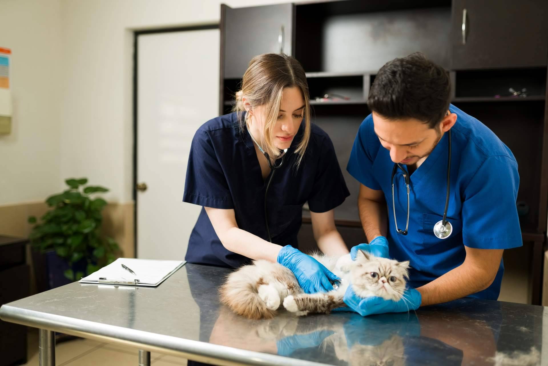 El buscador pet friendly con veterinarios de ADOPTA es una solución ideal para cuidar de la mascota