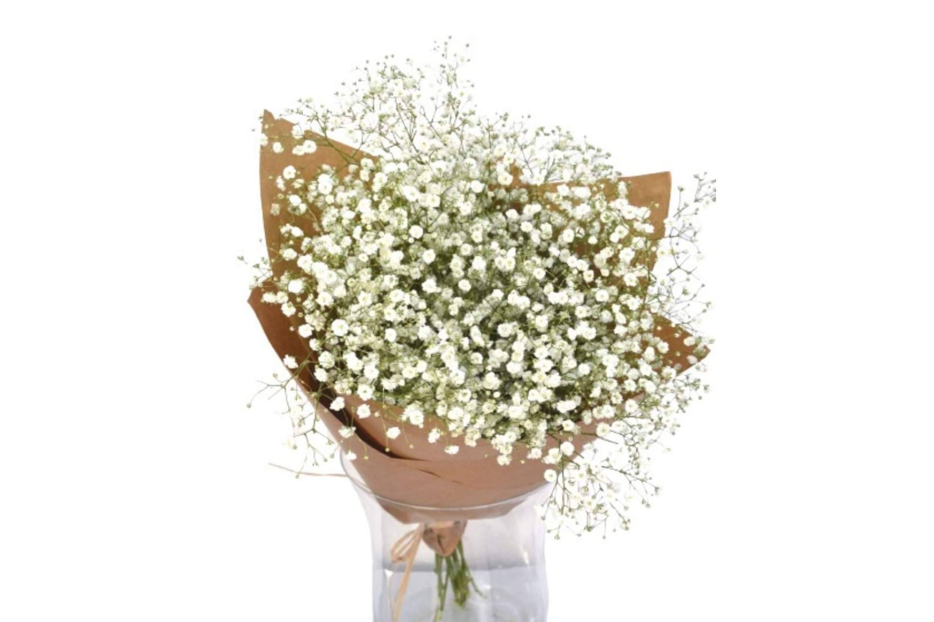 El ramo paniculata blanca de Rosistirem, un regalo ideal