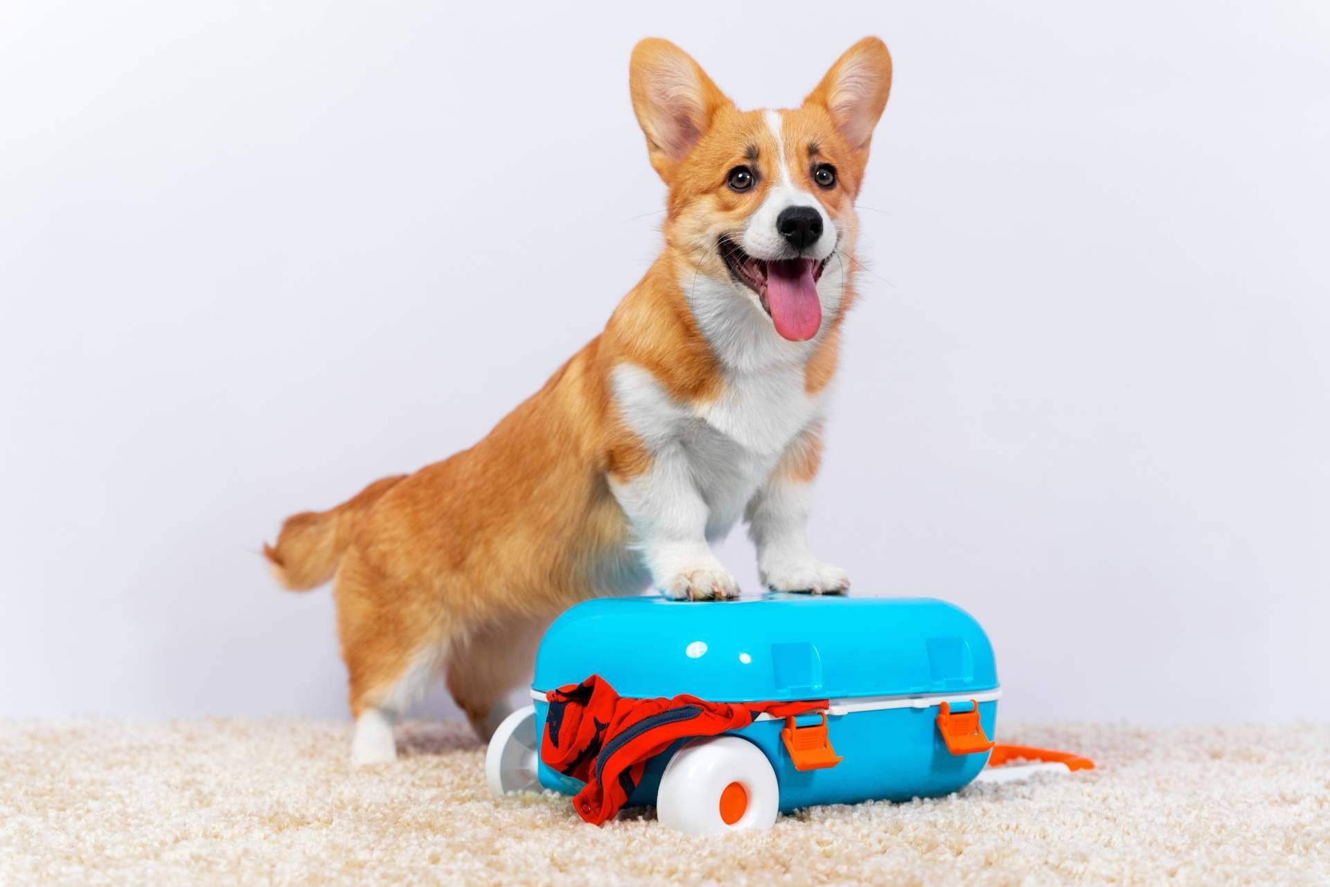 ¿Cómo planificar las vacaciones cuando hay animales de compañía en la familia?