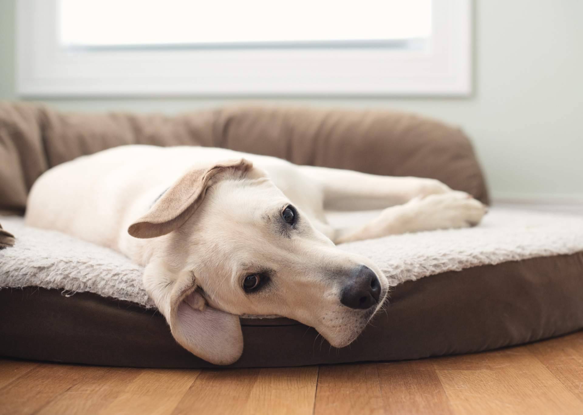 ¡La plataforma gratuita ADOPTA conecta con el compañero peludo ideal!