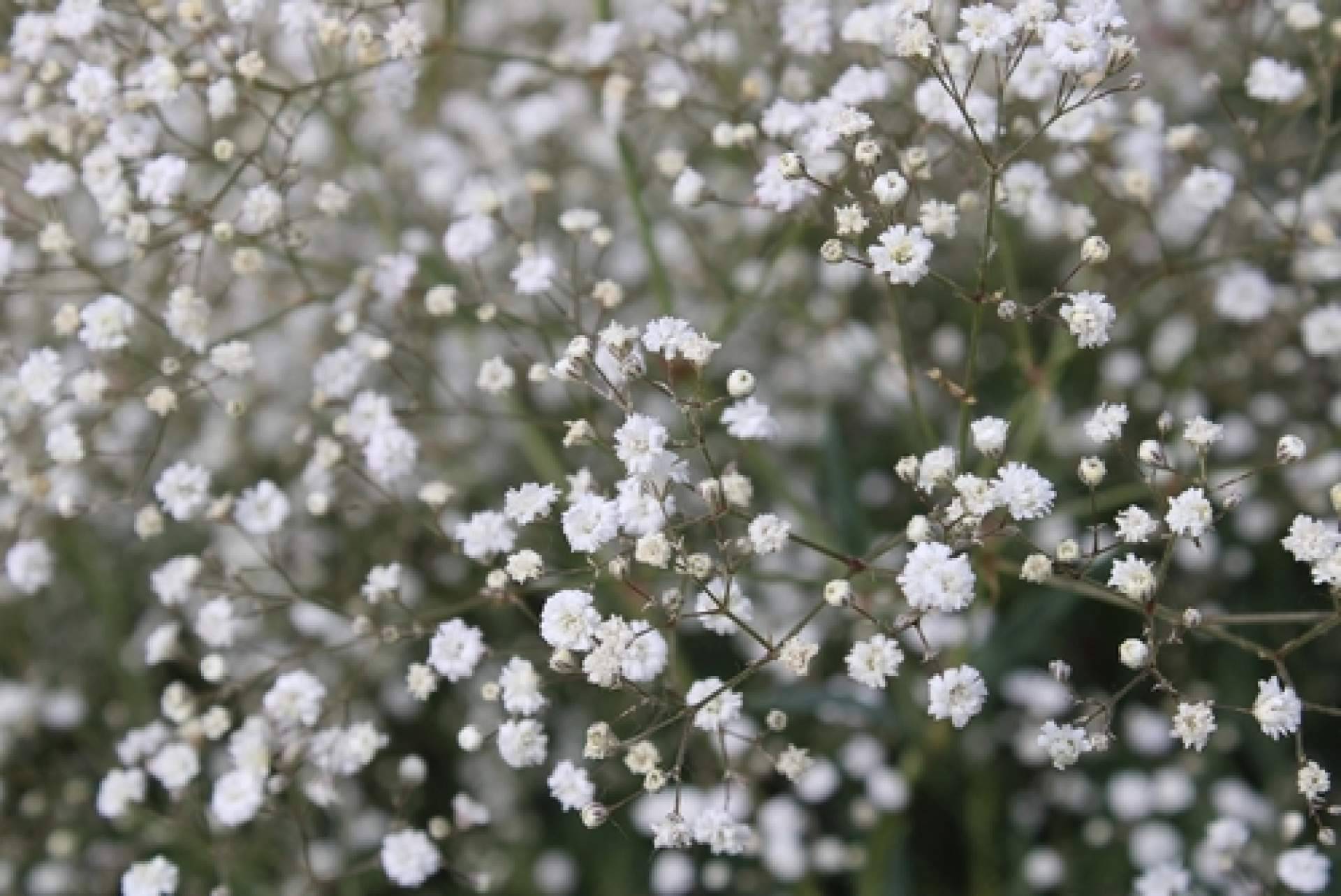 Rosistirem ofrece paniculata blanca y de colores, teñidas por los profesionales
