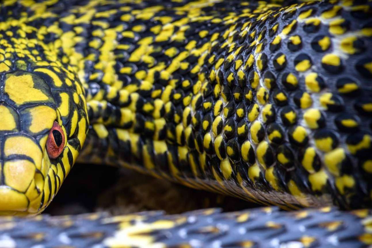 SnakeRoom, el Centro Divulgativo que brinda la experiencia de interactuar con reptiles como serpientes