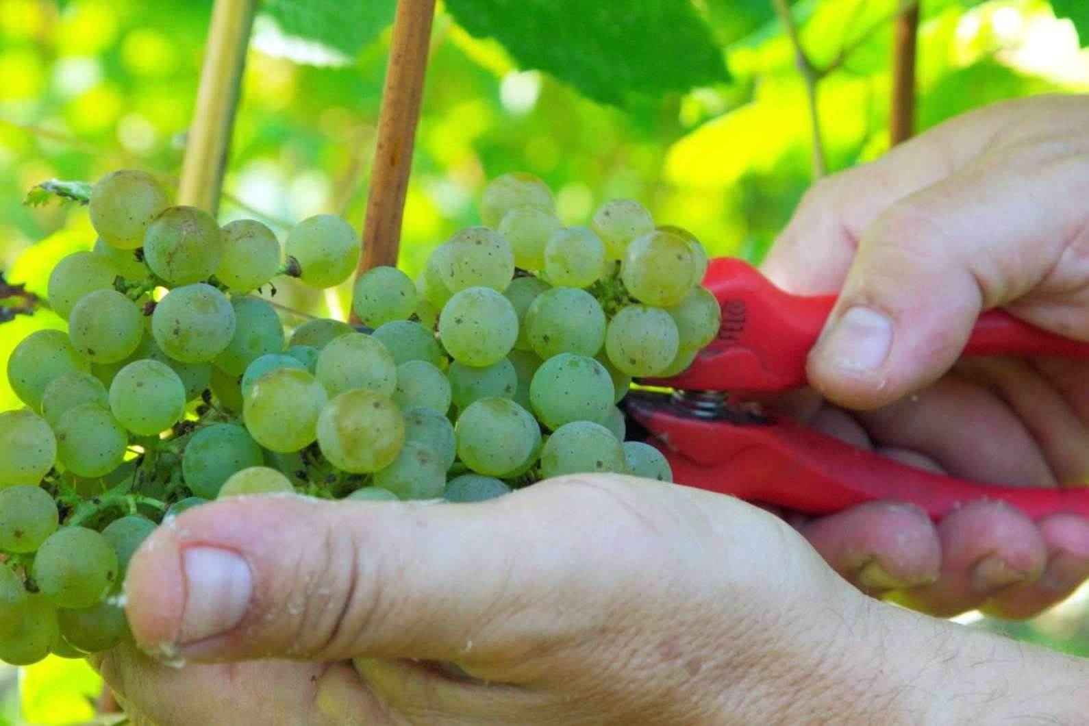 Enoturismo en Cantabria con Bodegas Vidular