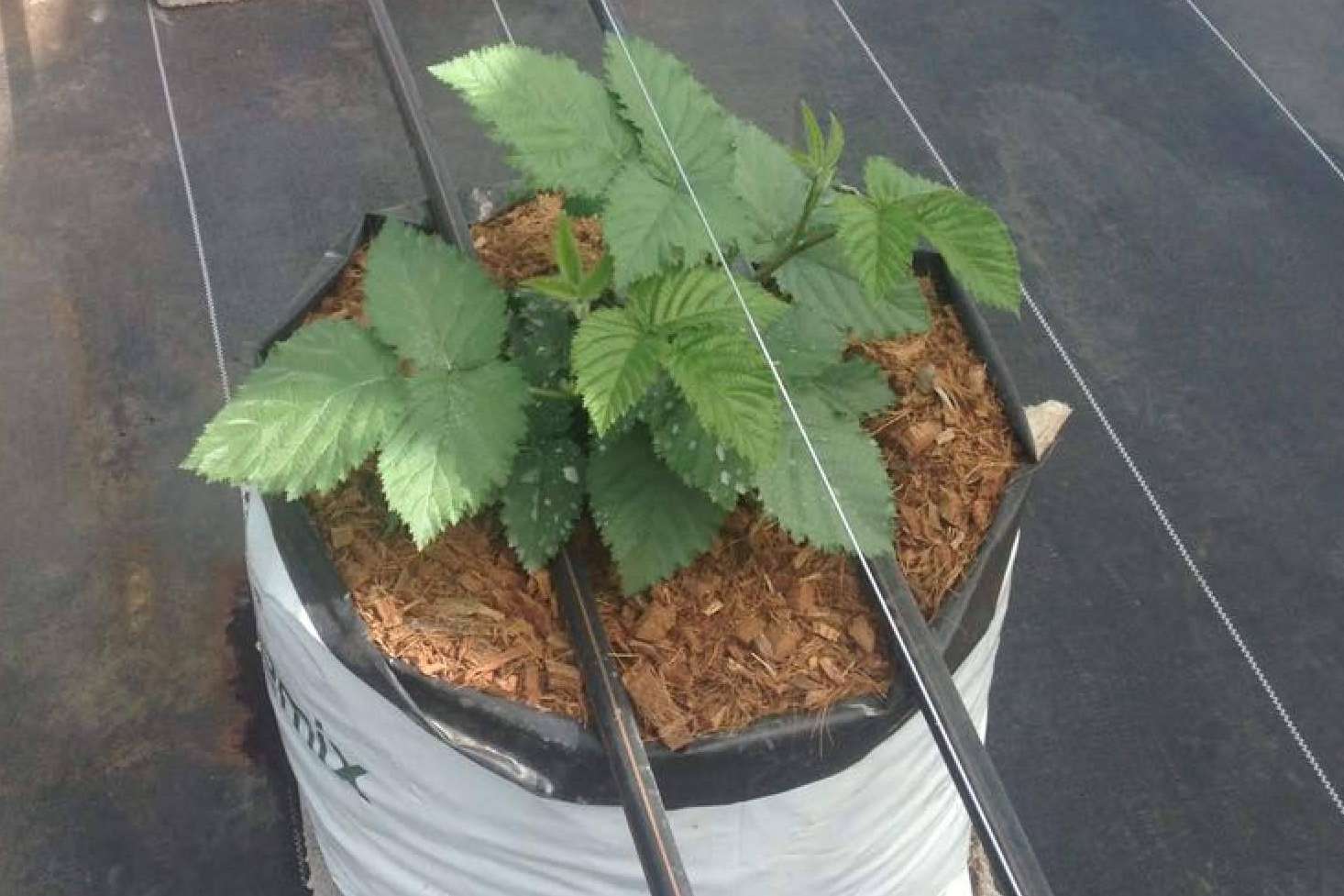Cuáles son las ventajas de los sustratos de cultivo para blueberrys, por Pelemix