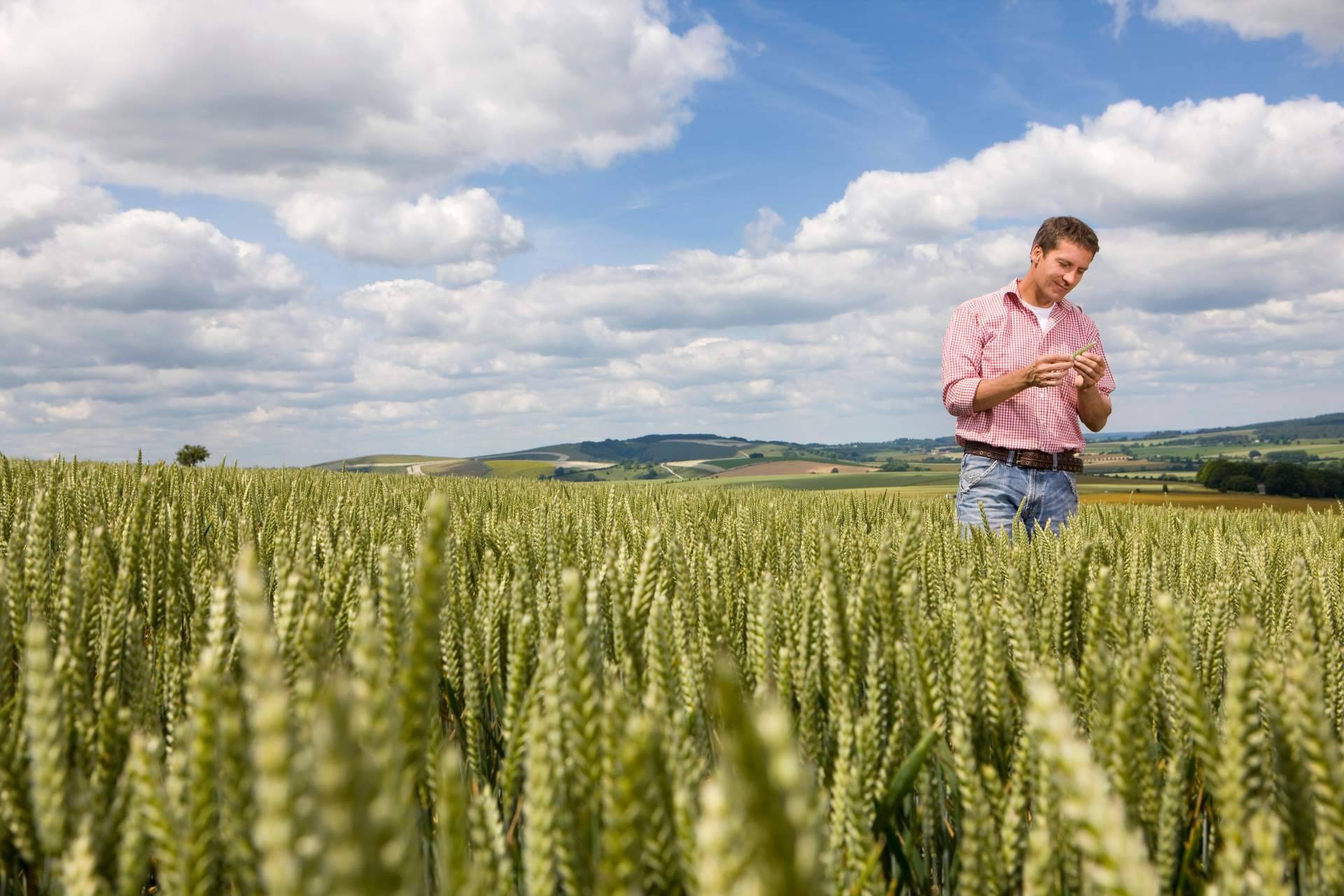 Fitovademécum, la solución para cumplir con la legislación en el uso de los productos fitosanitarios en el campo