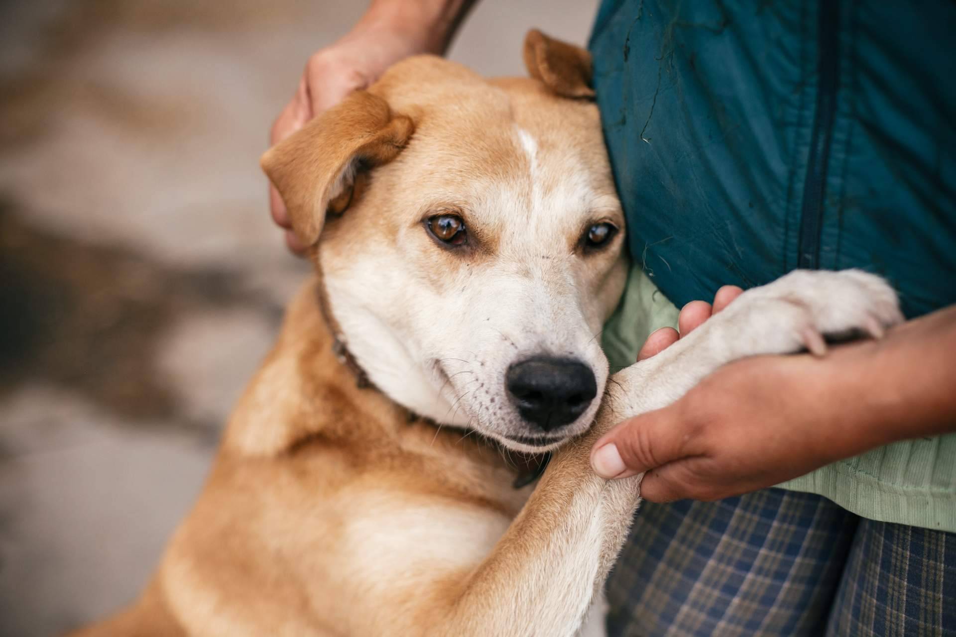 El buscador de perros y gatos en adopción de ADOPTA. ¡La clave para encontrar el compañero peludo perfecto!