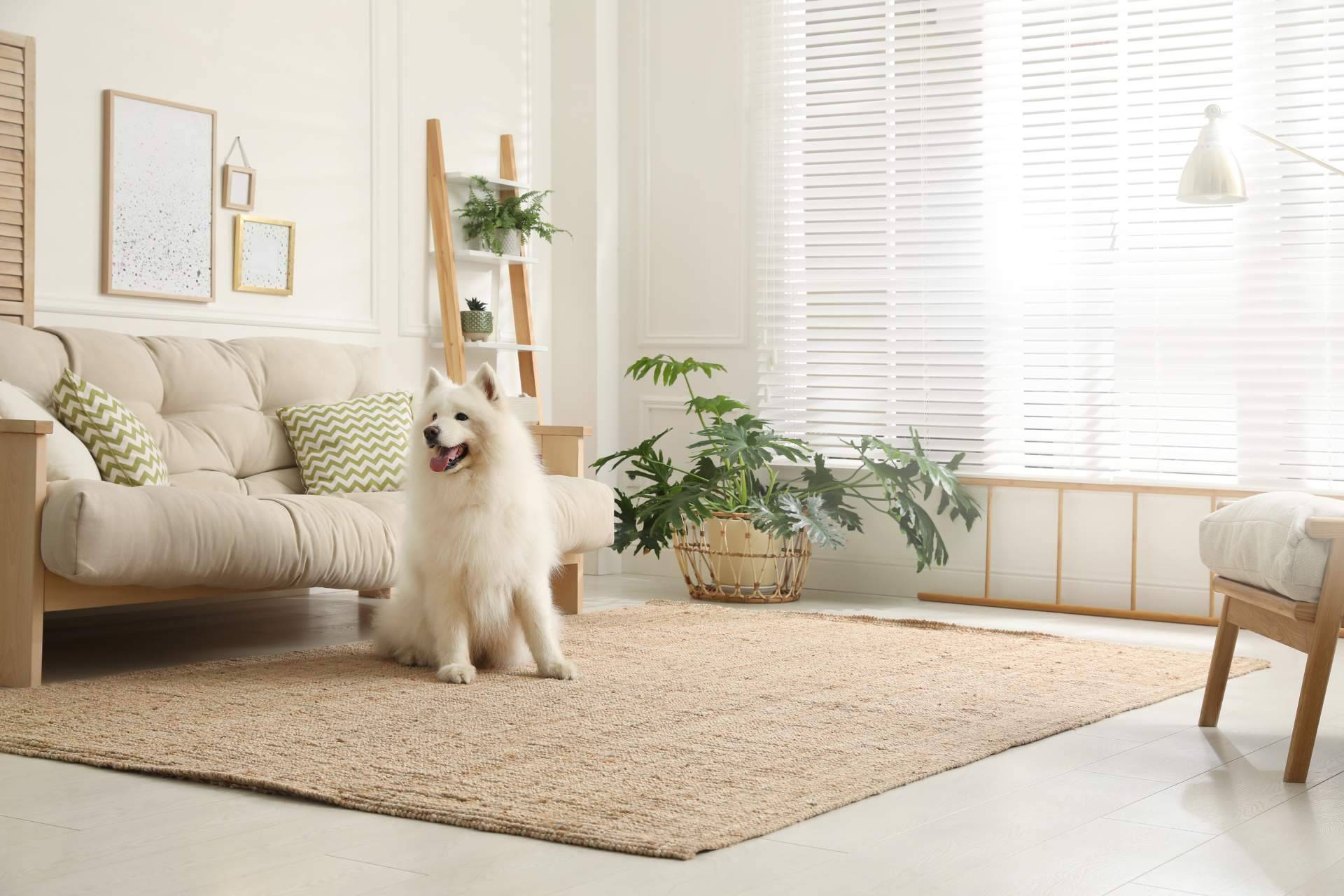 ClickGuau, el TikTok para mascotas que cuenta con centenares de vídeos graciosos de animales
