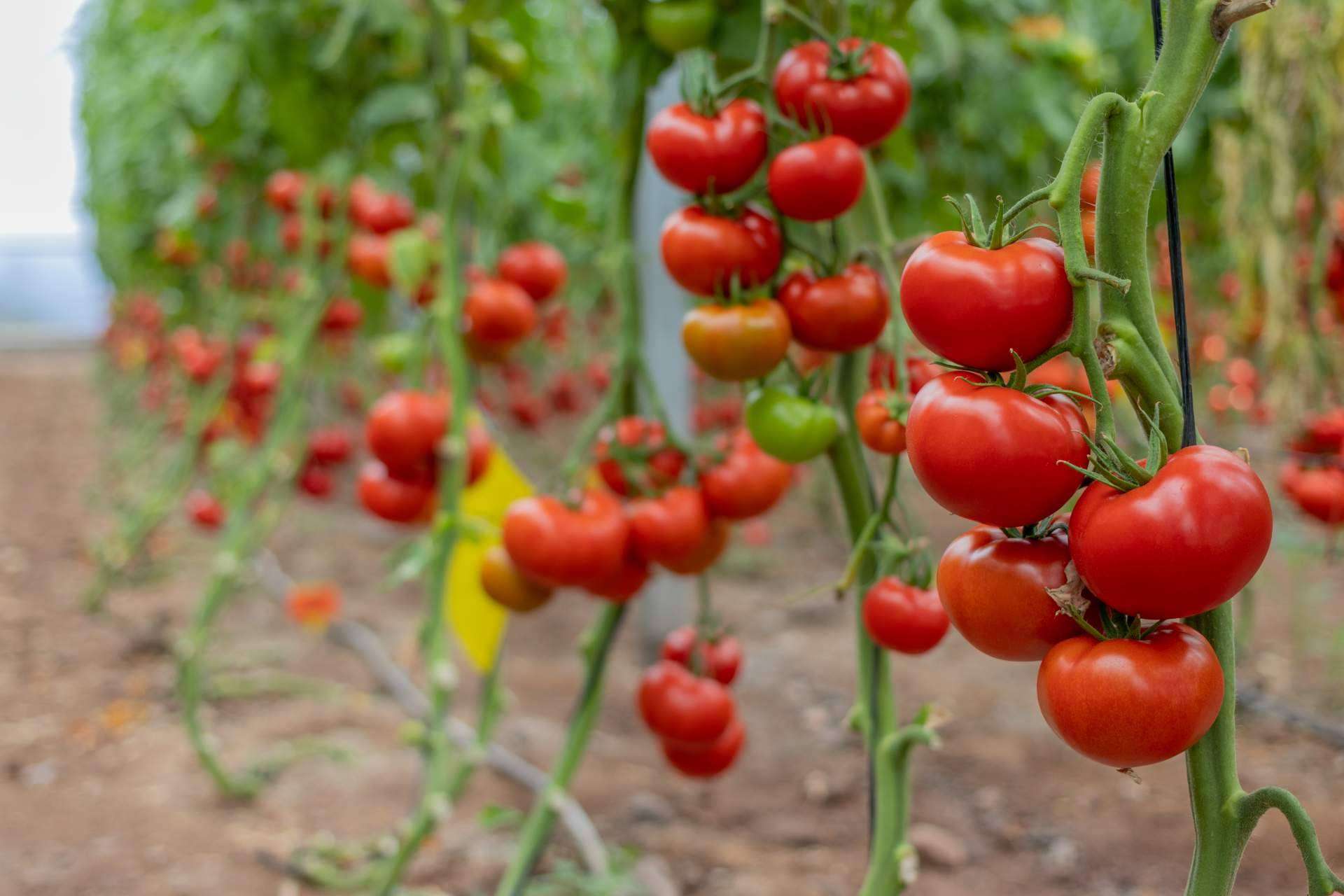 CapGen Seeds apuesta por variedades más productivas y sostenibles para generar en el medioambiente un impacto positivo