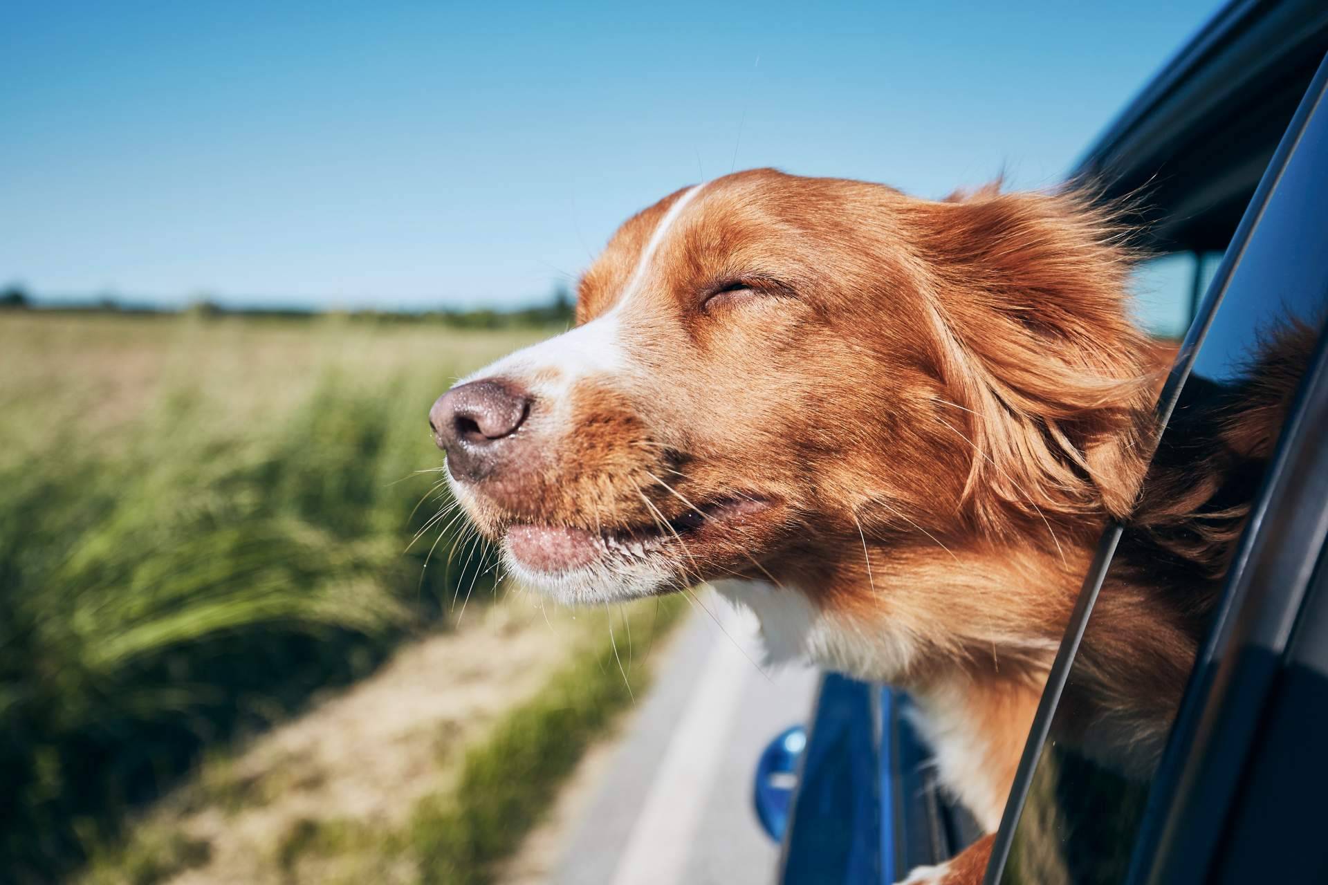 ADOPTA, un buscador pet friendly. Cómo encontrar lugares para disfrutar con un perro