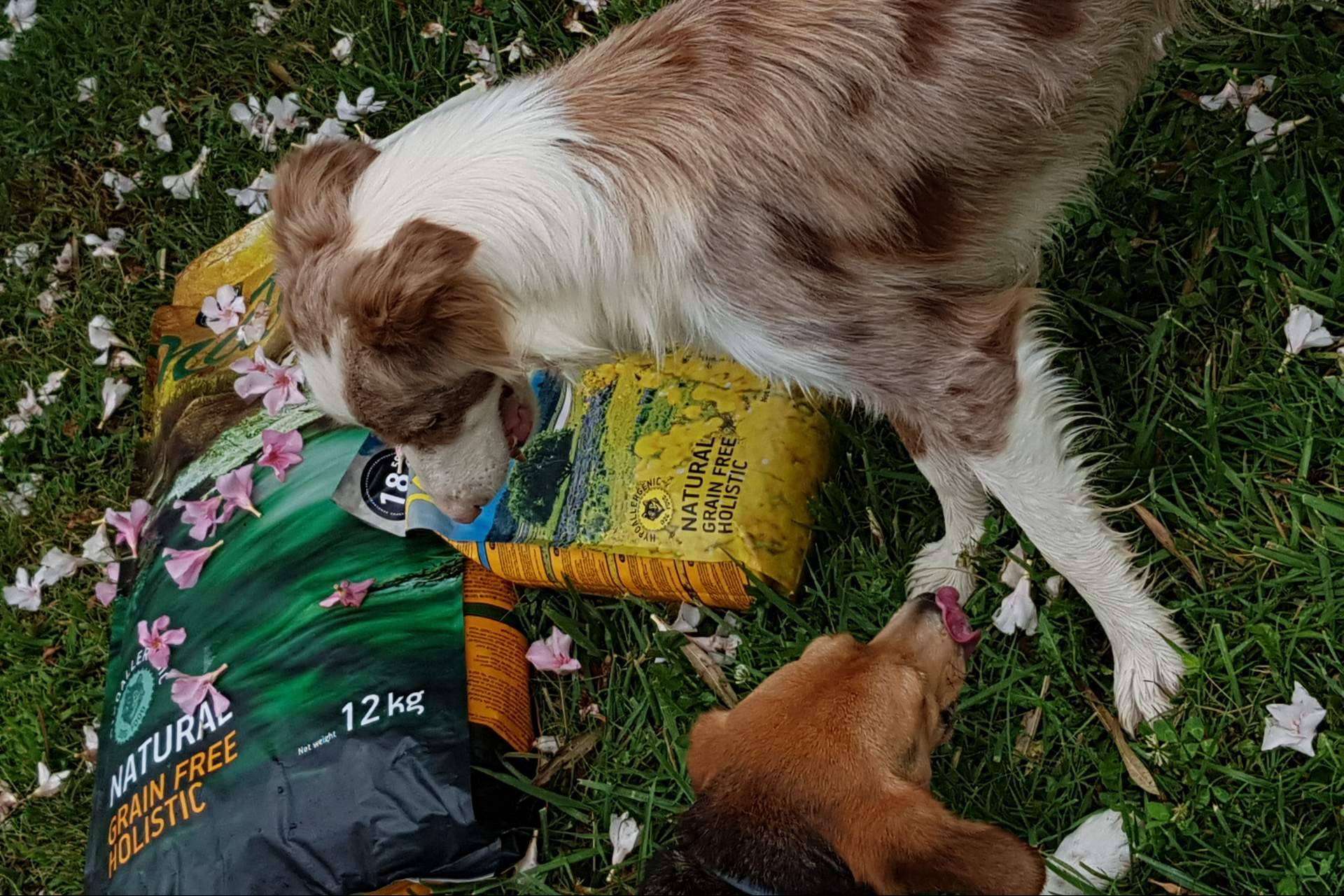La gama Nature de Satisfaction, un pienso hipoalergénico para perros