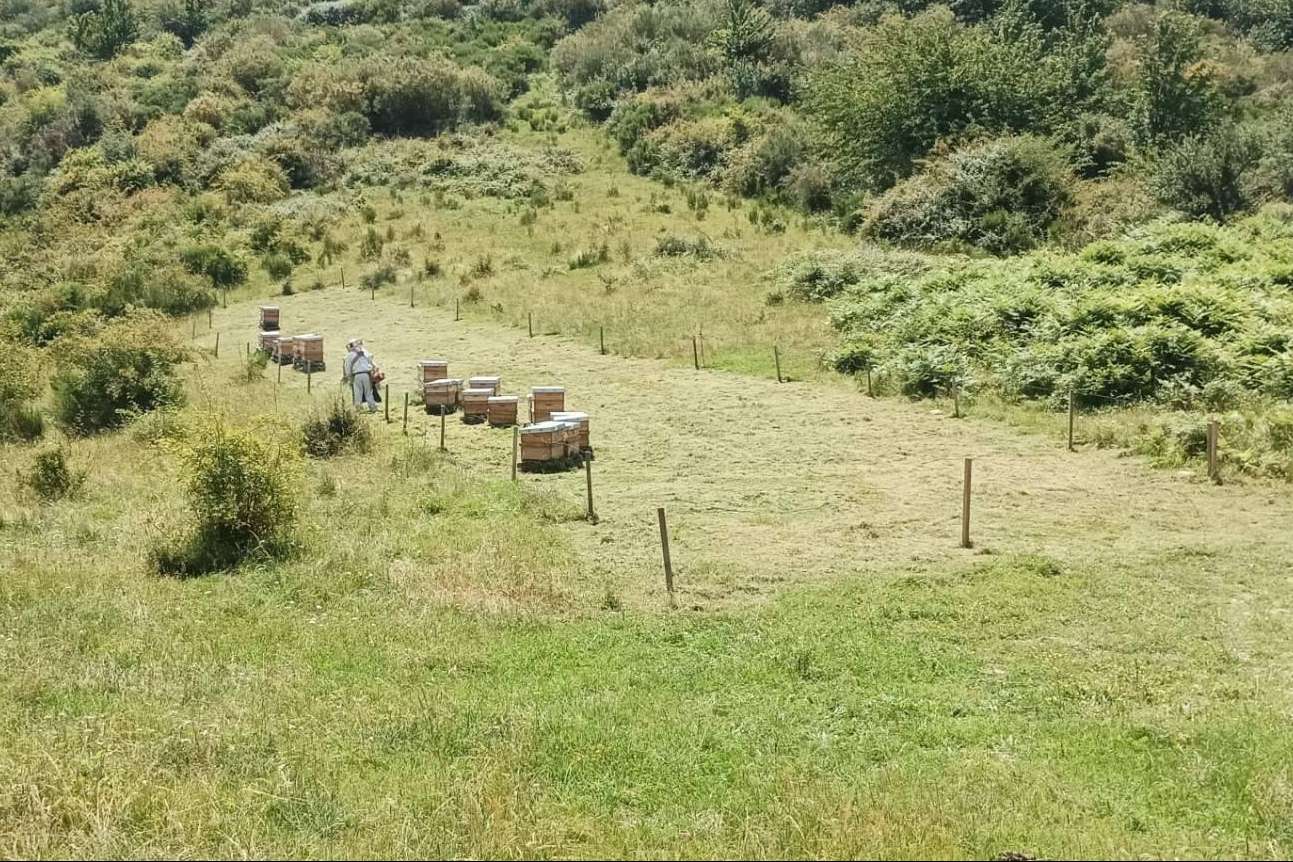La miel de la excelencia, por Apícola del Bierzo
